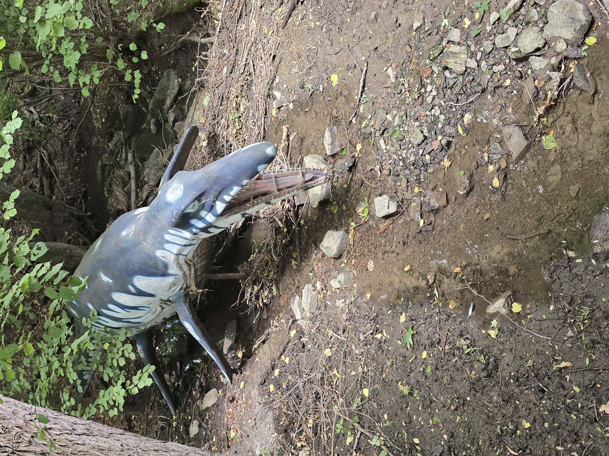 In the city of Vyškov, Czechia, a detailed model of a prehistoric marine reptile, possibly a mosasaur, is situated in a wooded area. The model is depicted with its mouth open, revealing teeth and a pink interior. It has a dark blue body with lighter blue stripes, fins, and a streamlined shape. The reptile model is positioned near a shallow, muddy stream bed filled with rocks and fallen leaves. The surrounding environment consists of a dirt slope covered in dry leaves, twigs, and small rocks, with green foliage and tree trunks providing a backdrop. The lighting suggests it is daytime, with dappled sunlight filtering through the trees. No people are present in the scene.