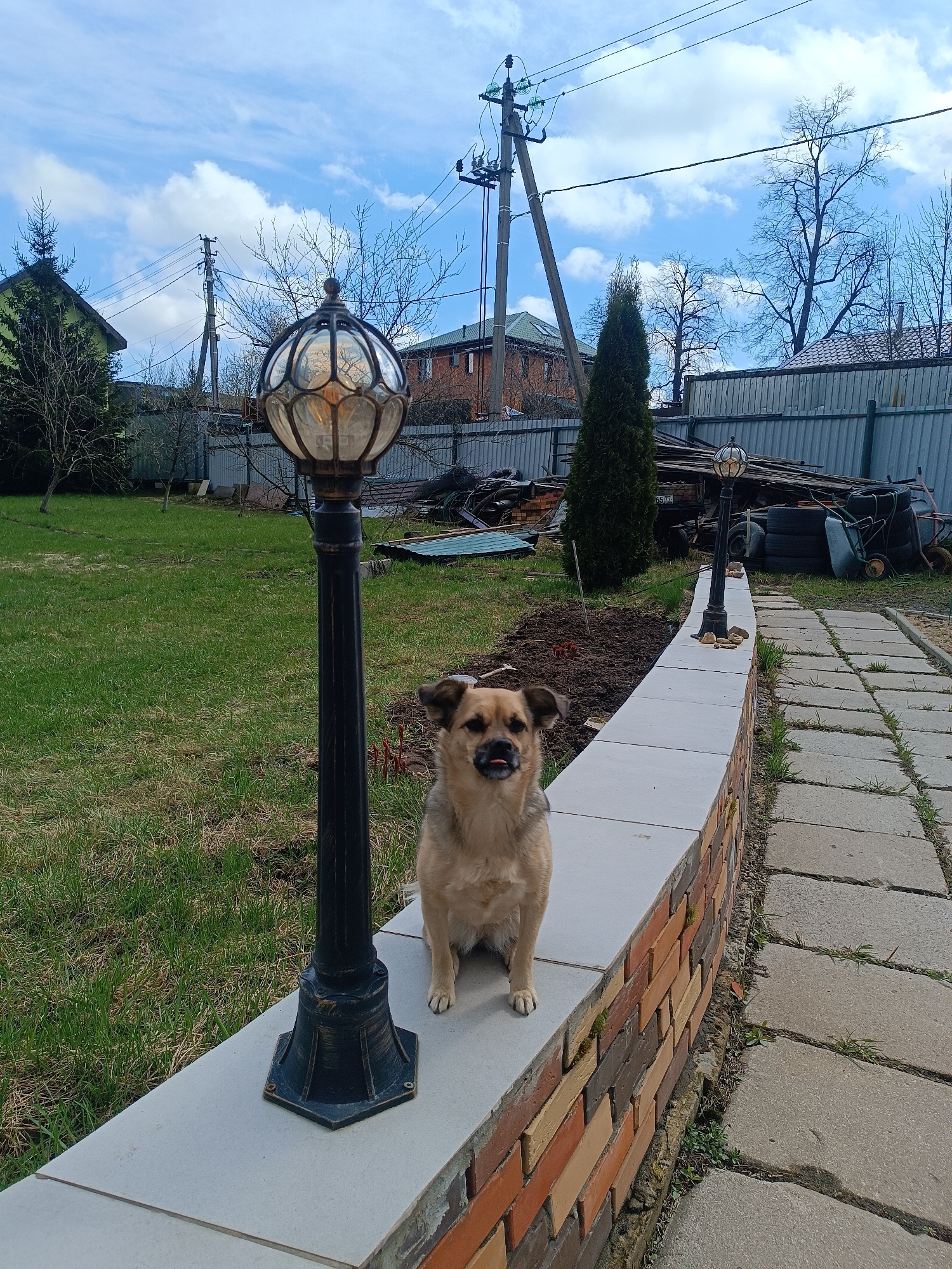 A medium shot of a dog sitting on a retaining wall with a stone path next to it in a yard in Motyakovo, Russia. The dog has tan and dark brown fur. It is positioned between a black outdoor light fixture on the left and a similar fixture further down the wall to the right. The wall is constructed with a layer of red and brown bricks at the bottom and white slabs on top. A row of bushes are planted behind the wall. The yard is grass, with a scattering of other plants and trees. In the background, there is a fence and houses, along with utility poles. The sky is blue with scattered clouds.