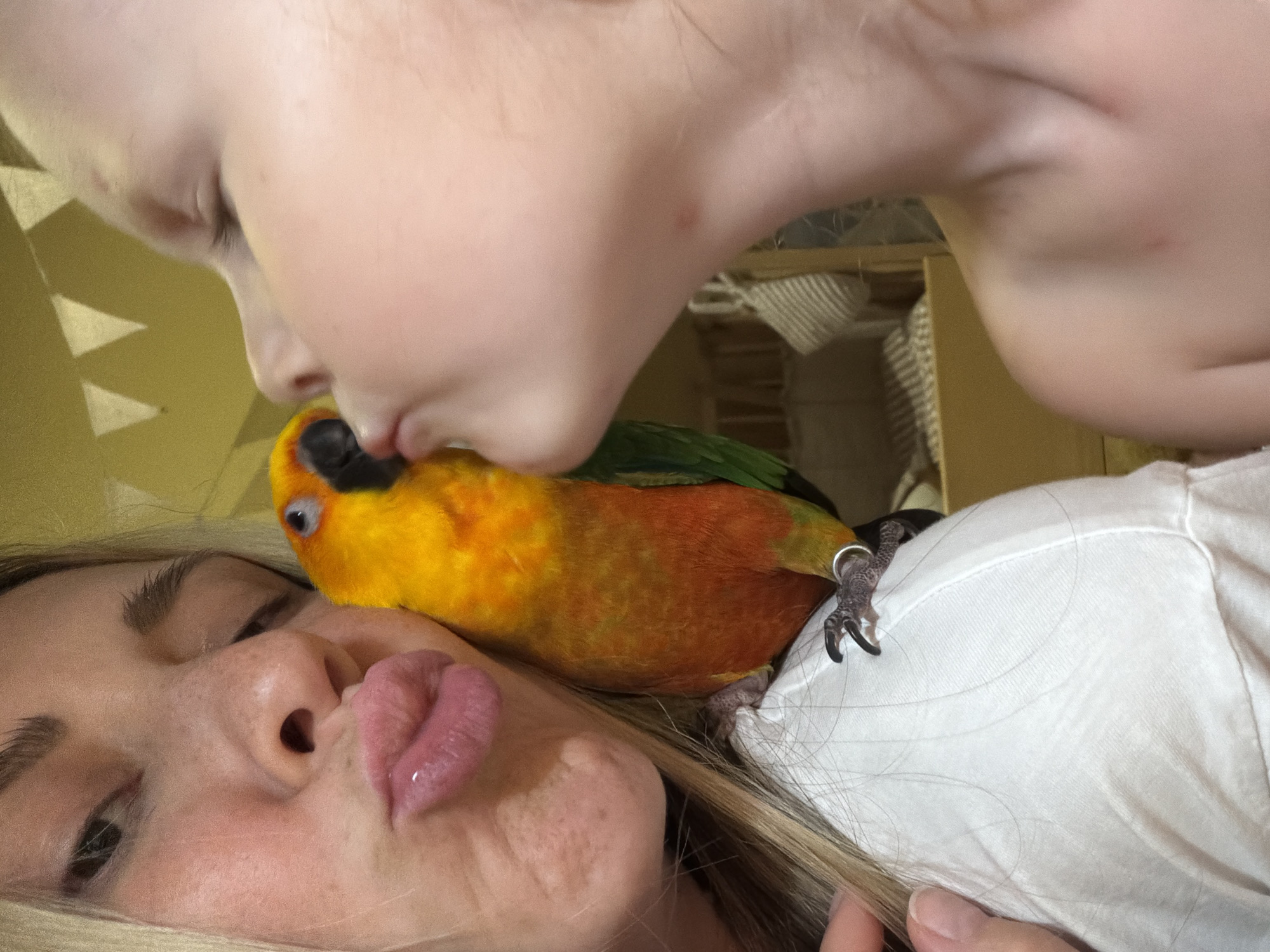 This media file shows a close-up, overhead view of a person's face and a parrot. The person's face, with blonde hair, is partially obscured as they lean in towards the parrot. Their mouth is open, and their tongue is extended, making contact with the parrot's beak. The parrot is brightly colored with yellow and orange feathers on its body and green on its wings. It has a dark beak and its eye is visible, looking towards the person. The parrot is perched on the person's chest, which is covered by a white t-shirt. The background appears to be indoors, with a wooden structure and striped fabric visible. The lighting suggests daytime, and the overall scene conveys an affectionate interaction between the person and the parrot. No visible text is present. The location context is Khimki, Russia.