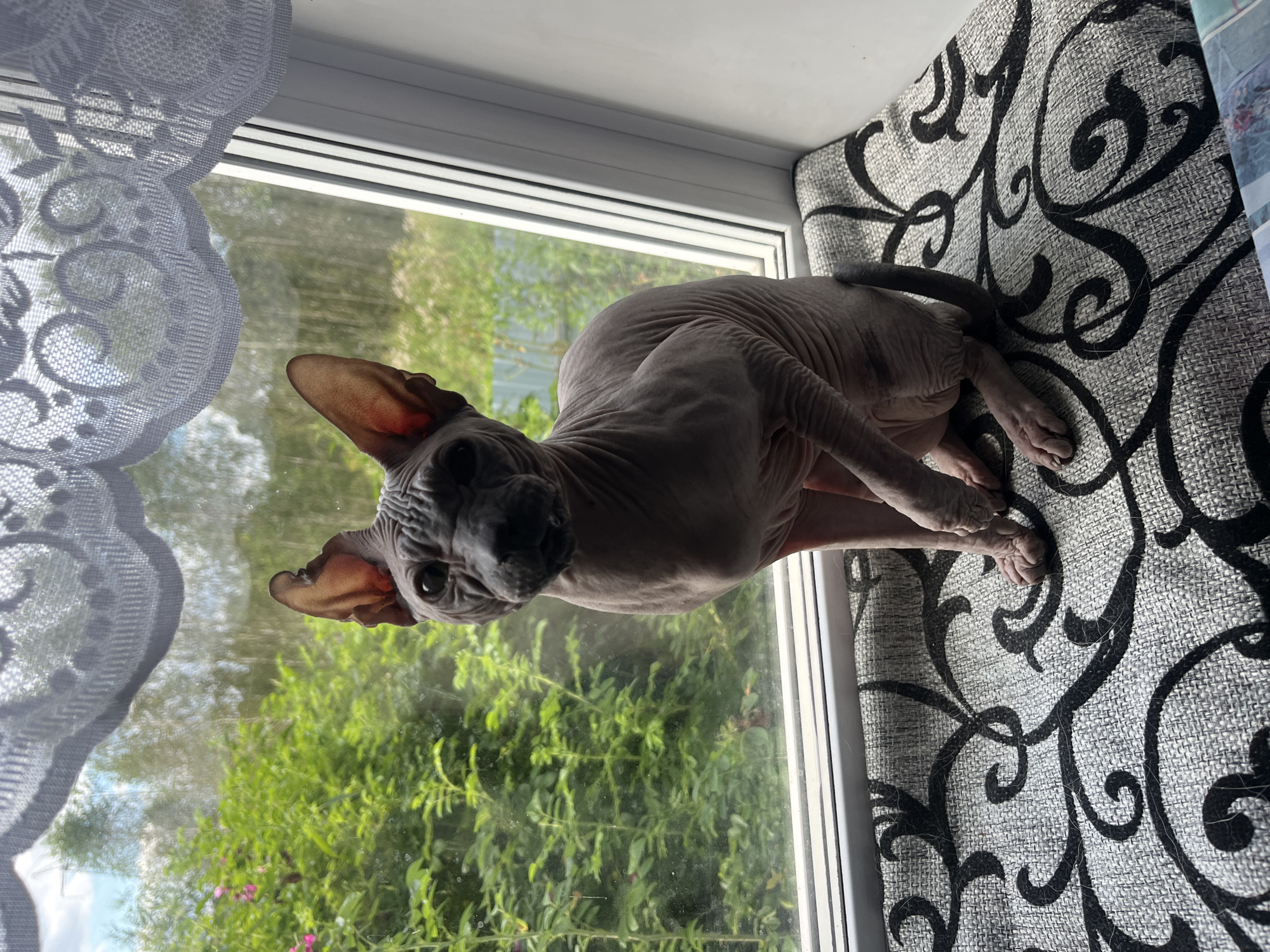 A sphynx cat sits on a windowsill, looking at the camera. The cat is bald and has large ears. The windowsill is covered with a patterned cushion. Outside the window, there are trees and greenery. The scene is lit by natural light. It is not possible to determine the location in Nizhny Tagil, Russia.