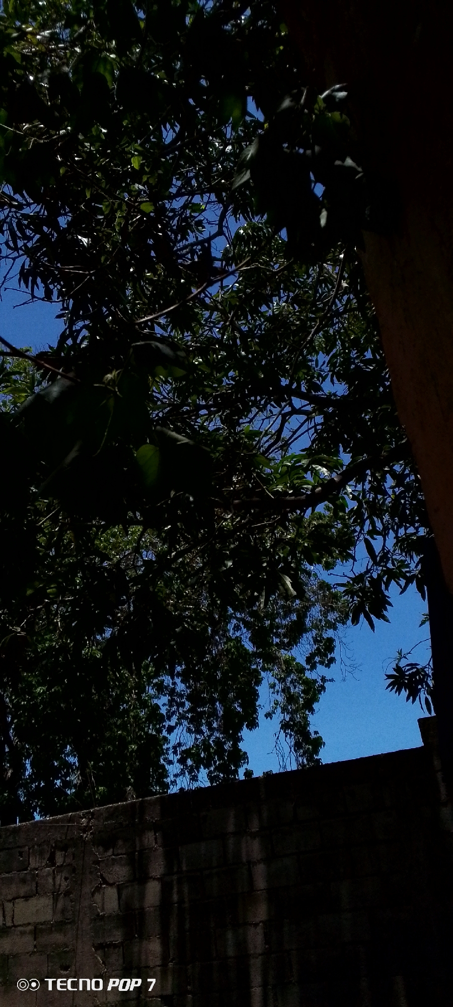 The image shows a view looking upwards through the branches of a tree, with a clear blue sky visible in the background. The tree foliage is dense and dark, obscuring much of the sky and creating dappled light and shadow patterns. To the right of the frame, a textured, light brown surface is partially visible, likely a wall or building exterior. In the lower portion of the image, a grey, block-style wall runs horizontally across the frame, its surface weathered and showing some signs of age. The bottom left corner of the image contains a white watermark with the text "TECNO POP 7". The scene depicts an outdoor environment, possibly a courtyard or garden area, within Altagracia, Venezuela. There are no people or animals visible in the image.