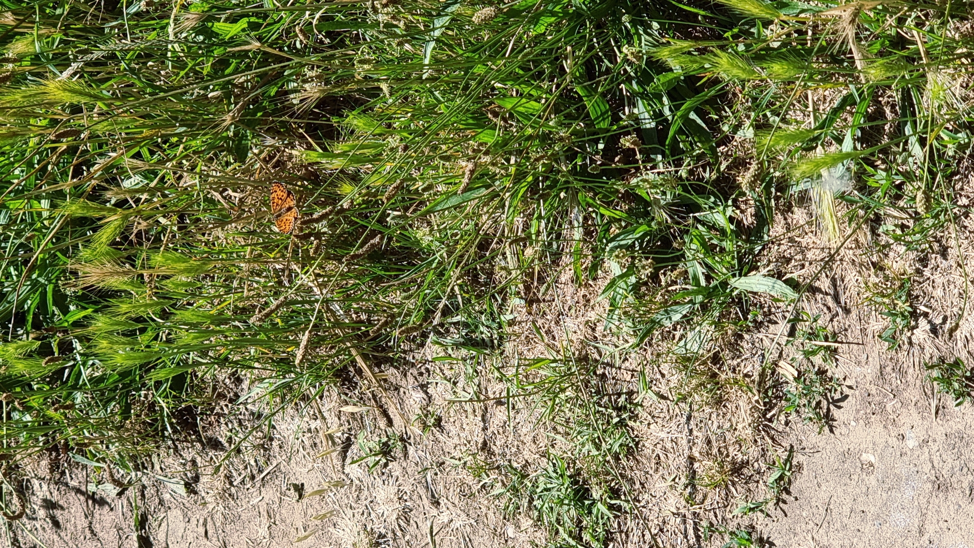A butterfly with orange and black markings rests on a blade of green grass in a sunlit area. The butterfly is situated in the mid-ground of the image. In the foreground, a patch of dry, sandy soil is visible, interspersed with small green plants. The background is filled with lush green grass and other vegetation, some of which has seed heads. The scene appears to be an outdoor environment, possibly a natural area or park within Montagut i Oix, Spain.