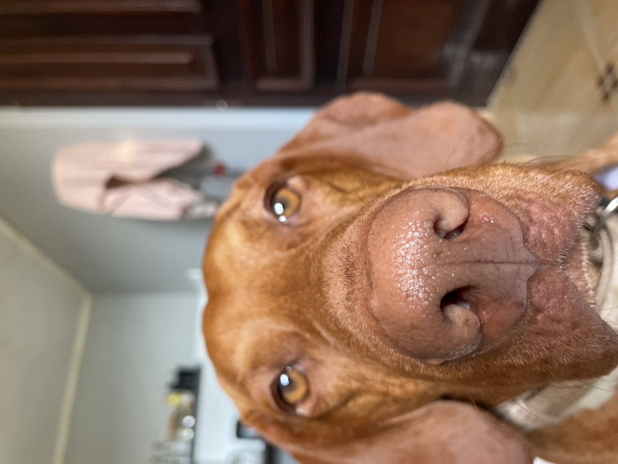A close-up shot shows the face of a brown dog, likely a Vizsla, looking directly at the camera. The dog's nose is prominent and wet, with visible nostrils and texture. Its amber eyes are alert and reflect light. The dog is wearing a light-colored collar. The background is blurred, with hints of a room containing shelves with various items and a wooden door on the right. A light pink garment hangs on the wall in the middle ground. The setting appears to be indoors, possibly a residential interior. The image does not contain information to definitively place it within Herceg Novi, Montenegro, but the general aesthetic suggests a European or Mediterranean locale.