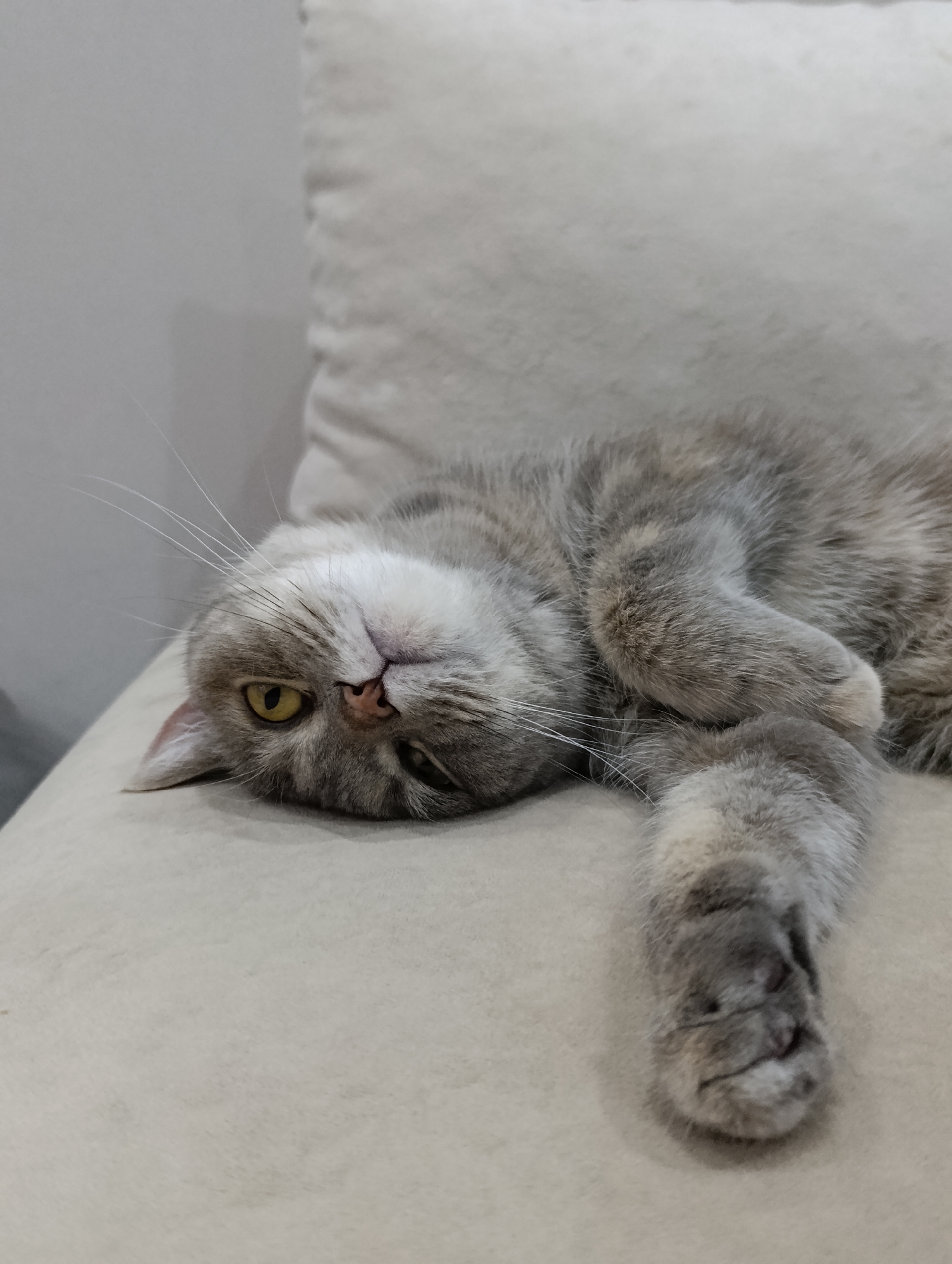 An adult domestic shorthair cat, with grey tabby markings and yellow eyes, is lying on its side on a light-colored, textured surface that appears to be a couch or cushion. The cat is positioned horizontally within the frame, with its head tilted to the left, exposing its belly. Its left paw is extended forward, while its right paw is tucked under its body. The background consists of a plain, light-colored wall. The scene is indoors and appears to be a domestic setting. There is no indication of the city of Chaikovsky, Russia.