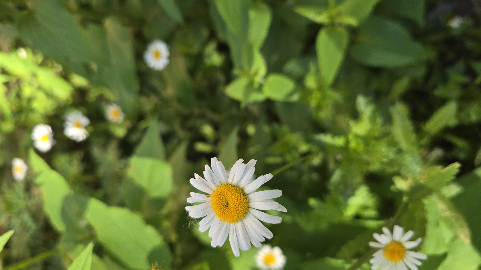 A close-up, vertical shot captures a single daisy in sharp focus in the foreground, its white petals radiating outwards from a textured yellow center. The daisy is positioned to the left of the frame, with its stem visible extending downwards. In the background, several other daisies are present, appearing blurred and out of focus, interspersed with lush green foliage and leaves. The lighting suggests a natural outdoor setting, possibly a park or garden, with dappled sunlight creating highlights and shadows throughout the scene. The image does not contain any people, animals, or man-made structures and does not provide information about the specific location within Chaikovsky, Russia.
