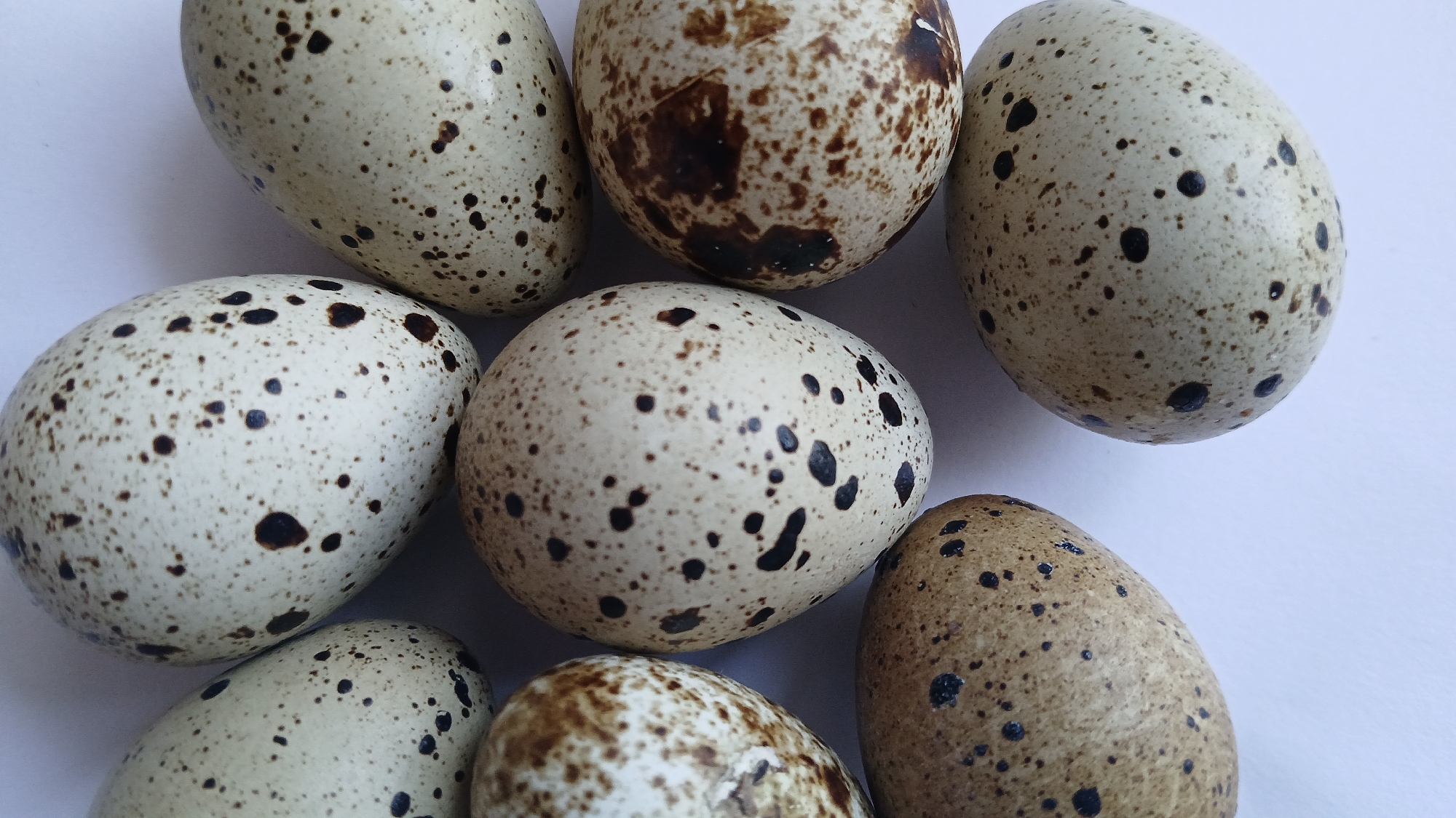 The image displays a close-up, top-down view of several speckled bird eggs arranged on a white surface. The eggs vary slightly in size and the pattern of their brown or black speckles. There are no people or animals present in the image, and the setting appears to be indoors due to the lighting and the plain white background. The image does not provide any information about the city of Rubtsovsk, Russia.