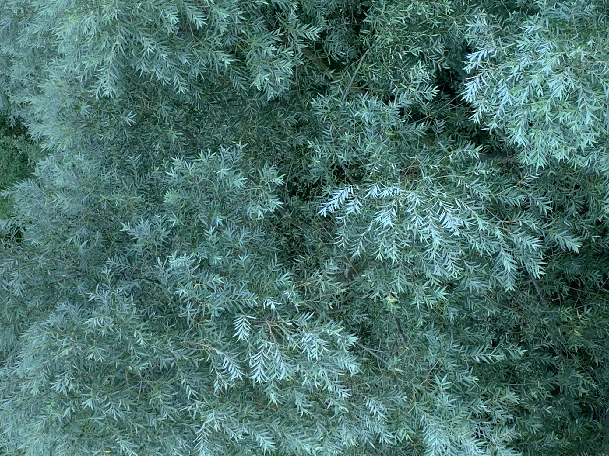 This is a close-up, overhead shot of dense, green foliage from above. The leaves are long and slender, with a slightly silvery-green hue. They are densely packed, creating a textured, almost uniform surface. The lighting appears to be natural, with some areas of shadow and dappled light suggesting an outdoor setting. There are no people, animals, or man-made objects visible in the image. The context of Kolomyia, Ukraine is not visually discernible from the image itself; it depicts a natural scene of vegetation that could be found in many locations.