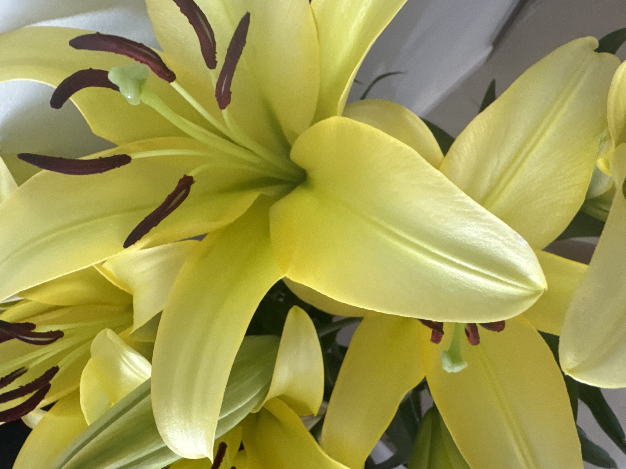 The image shows a close-up view of several yellow lily flowers. The petals are a bright yellow with delicate veins. The stamens are dark red with a light green stigma at the center of one of the flowers. The background is blurred and appears to be a light-colored surface, possibly a wall or curtain. The lighting is bright, highlighting the texture and color of the flowers. There are no people or visible signs of a specific location in the city of Bac Nha Trang Ward, Vietnam.