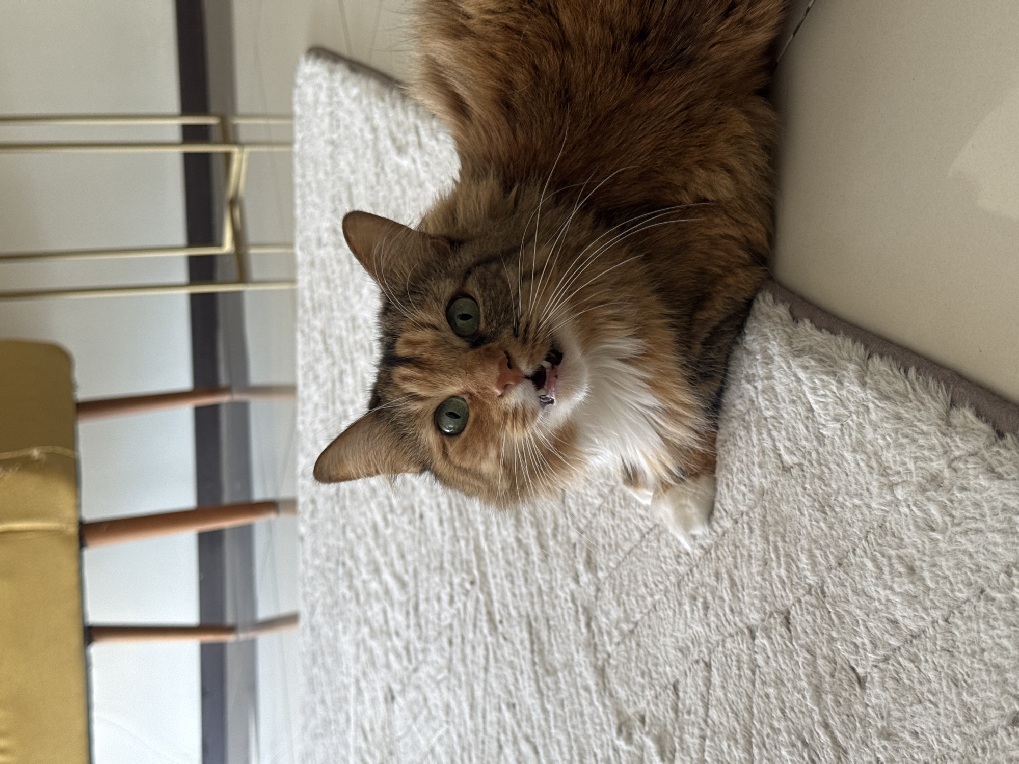 A domestic long-haired cat, with a tortoiseshell-calico coat featuring shades of orange-brown, dark brown, and white, is depicted in an indoor setting. The cat is lying on a light-colored, fluffy, textured blanket or rug, and is looking directly upwards towards the viewer. Its head is slightly tilted, showcasing its bright green eyes and prominent white whiskers. Its mouth is slightly ajar, revealing tiny teeth, suggesting a vocalization, a curious expression, or a moment of repose.
To the left of the cat, in the background, a light-colored structure with horizontal bars is visible, possibly part of a window blind, a cat tree, or shelving. A dark vertical element is also present behind these bars. Further to the far left, a soft, yellow-ochre colored object, likely a piece of furniture or a cushion, is partially in view. To the right of the cat, the background transitions to a smooth, light beige surface, possibly a wall or floor, with a darker brown edge that might belong to the blanket or another piece of furniture. The overall impression is a cozy, domestic scene, likely taken in San Bernardino Tlaxcalancingo, Mexico.