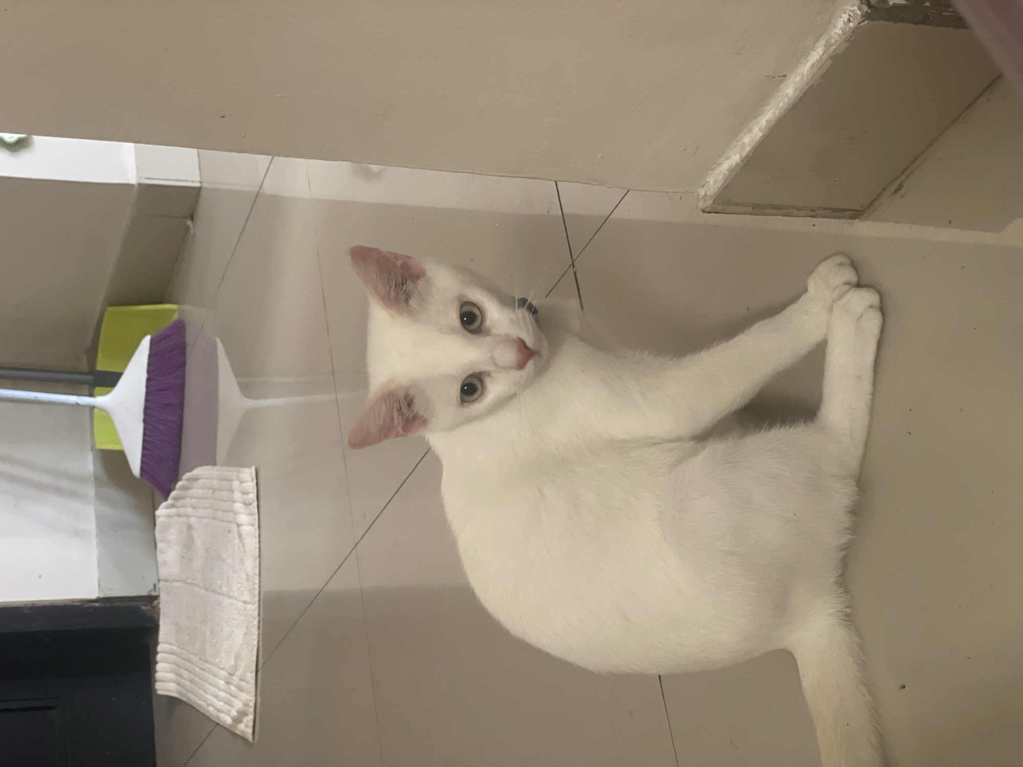 A white cat with light green eyes is seated on a tiled floor. The cat is facing the camera with its head tilted slightly to the left. A light blue collar is visible around its neck. In the background, a broom with a purple brush and a yellow dustpan are leaning against a wall. A white mat lies on the floor to the left of the cat. The scene appears to be indoors, possibly in a home or utility area, with neutral-colored walls and tiled flooring. The lighting is soft and diffused. The location is Denpasar, Indonesia.