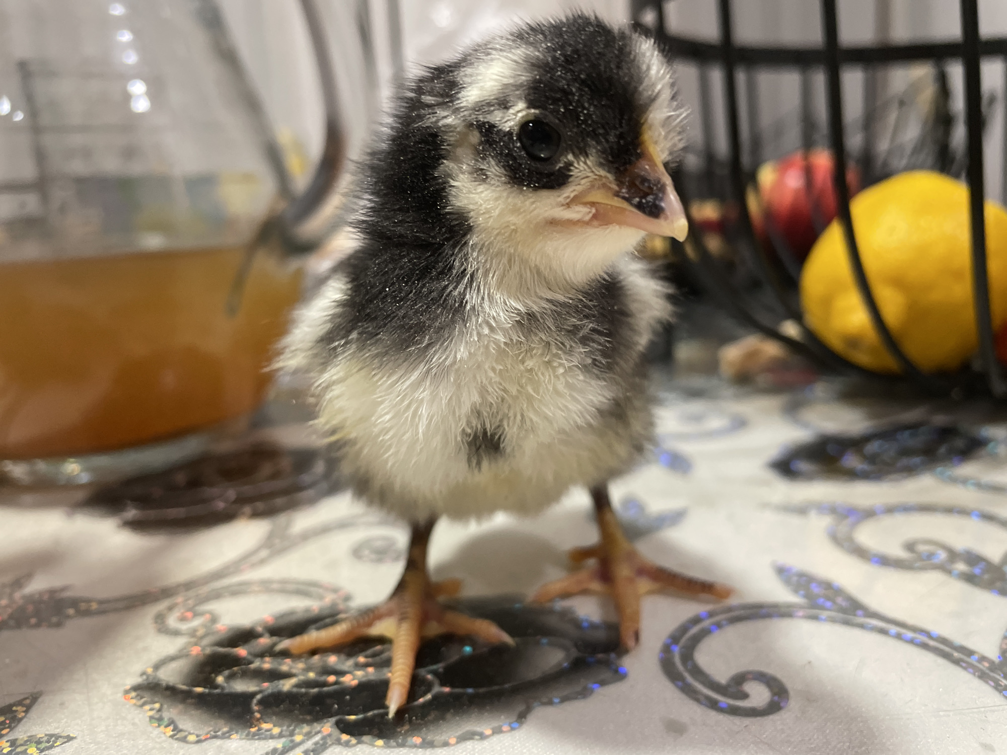 This image, captured in the city of Zlatograd, Bulgaria, presents a close-up view of a young chick positioned centrally on a patterned surface. The chick features a soft, downy plumage primarily of black and white coloration, with a distinct black cap, black eye patches, and white/grayish feathers covering its body. Its prominent black eyes are round and reflective. The beak is light-colored, exhibiting some subtle dark markings near its base. The chick's legs and feet are reddish-orange, with visible toes and claws, gripping the surface.
To the left of the chick, a clear glass pitcher or carafe, containing an amber-colored liquid, is partially visible. Its upper portion and the liquid level are out of frame. Reflections from an unseen light source are evident on its glass surface. To the right and behind the chick, a dark, open-barred structure, resembling a cage or basket, is present. Within this structure, a vibrant yellow lemon is prominently visible, and behind it, a red apple is partially obscured. The background beyond these objects is out of focus. The chick stands on a flat, light-colored surface adorned with intricate, dark, swirling patterns that possess an iridescent or holographic sheen, reflecting subtle blue, pink, and orange hues. Small droplets or residue are visible on this surface, particularly around the chick's feet. The overall lighting is bright, illuminating the subject and creating soft shadows and reflections.