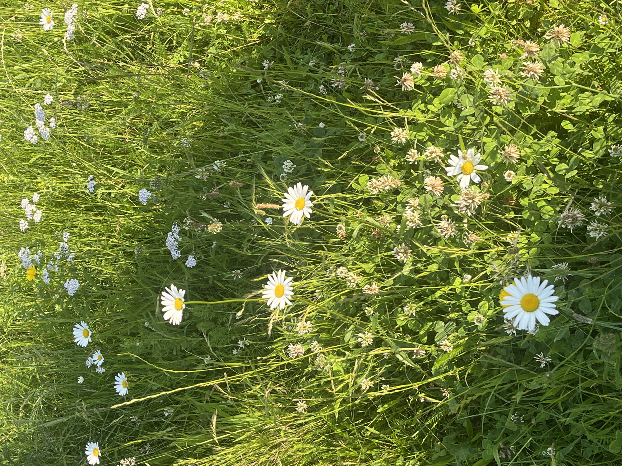 This image depicts a close-up view of a grassy meadow filled with various wildflowers, including daisies and clover. The scene is bathed in warm, natural sunlight, casting long shadows across the field. The grass is lush and green, with some blades appearing taller and more prominent than others. Small white flowers are scattered throughout, some appearing as clusters, while others are more solitary. Daisies, with their distinct white petals and yellow centers, are a dominant feature in the foreground and midground. The overall impression is one of a tranquil, natural environment. There are no people or animals visible in the image. The location is identified as the city of Eschweiler, Germany.