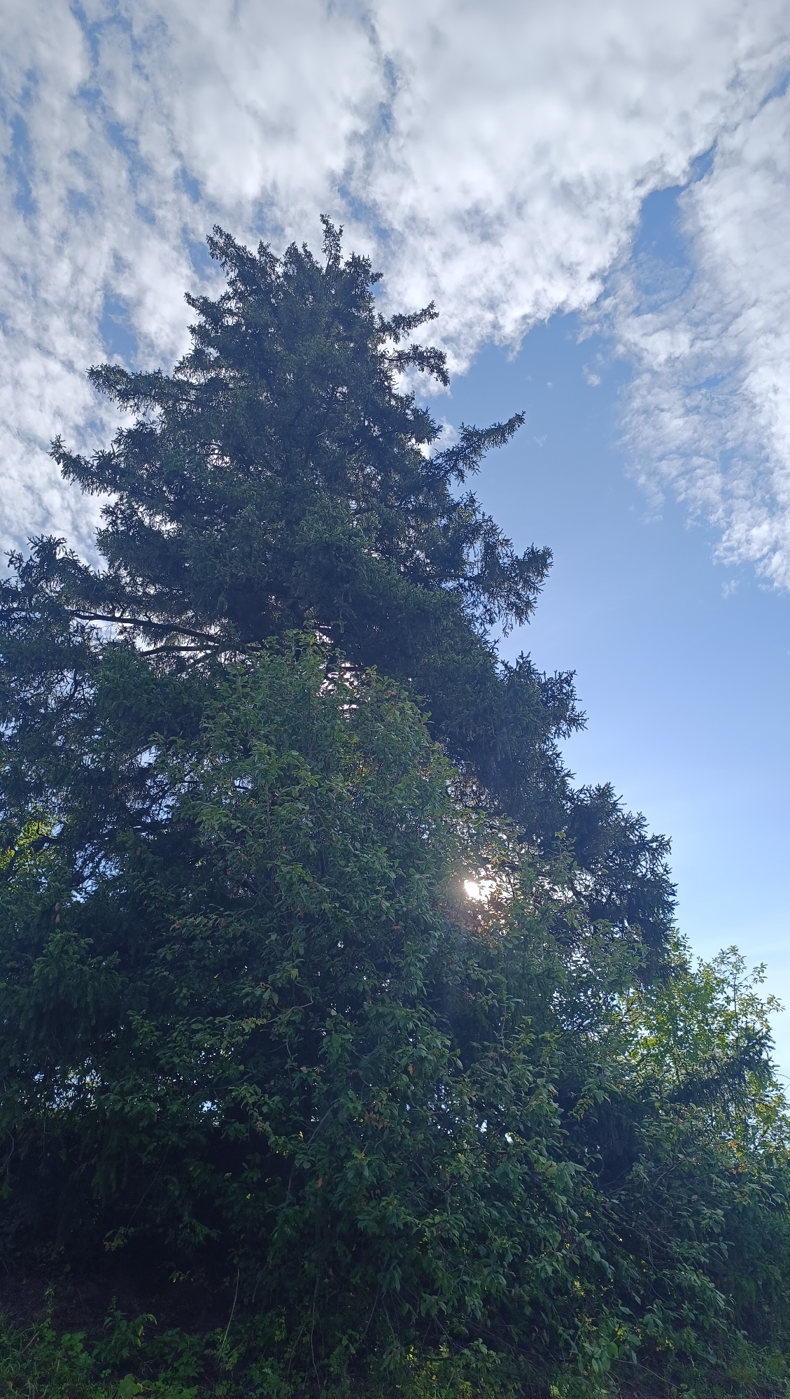 A low-angle, full shot captures the top of a tall coniferous tree against a bright blue sky dotted with wispy white clouds. The tree is dark green and its branches extend upwards and outwards, silhouetted against the sky. Sunlight peeks through the dense foliage, creating a sunburst effect. The lower portion of the frame is filled with lush green leaves and some undergrowth, suggesting a natural outdoor setting. There are no people or structures visible in the image. The image appears to be taken in Karsha, Russia.