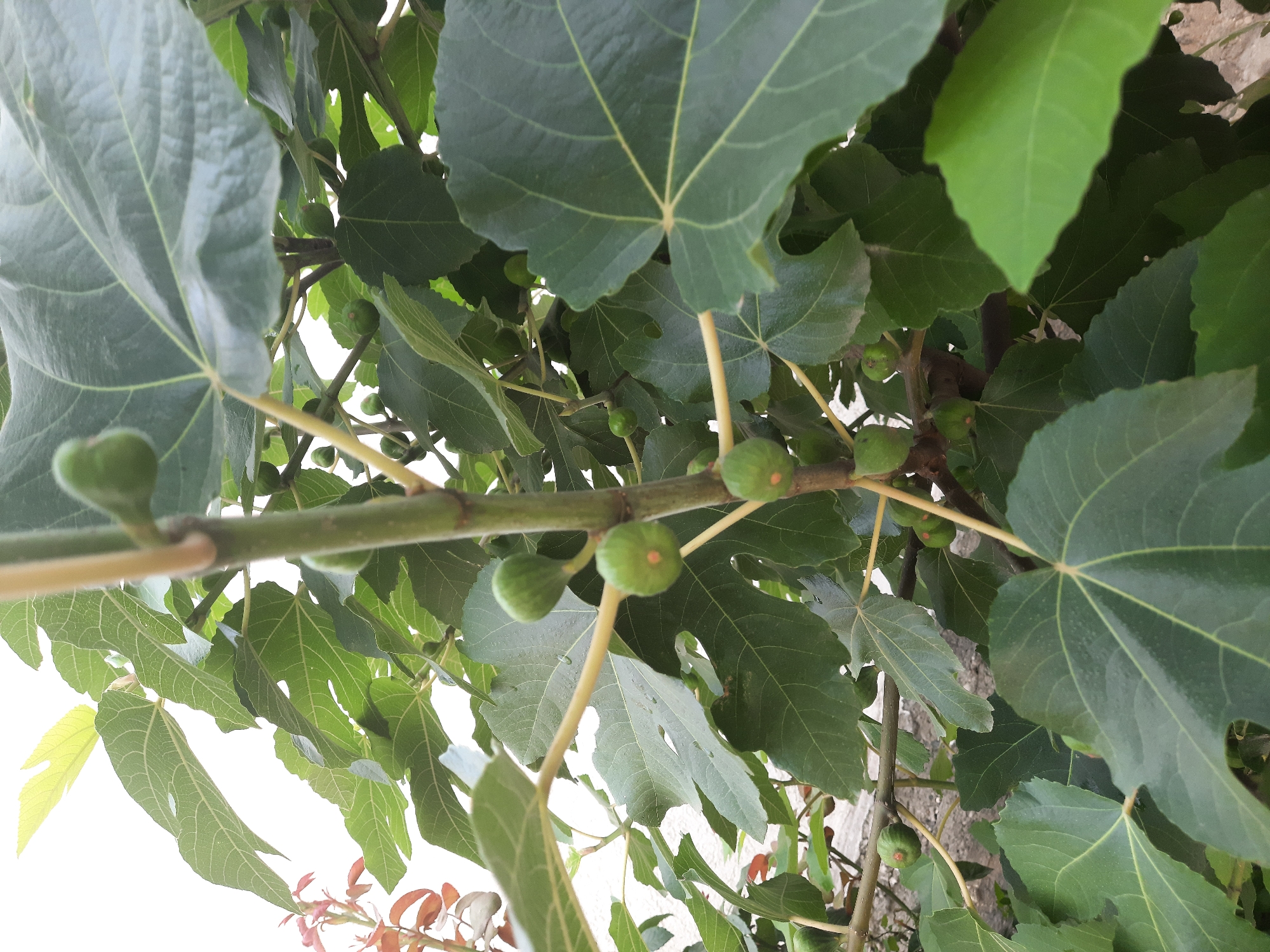 The image shows a close-up of a fig tree branch laden with several small, green figs. The leaves are large, dark green, and deeply lobed, typical of a fig tree. The figs are round and appear to be in an early stage of development. The branch is a light brown color and has a slightly fuzzy texture. The background is a blur of more green leaves and some lighter areas that could be sky or a wall. The overall impression is of a healthy, fruit-bearing tree in a natural setting. There is no visible text in the image. The time of day and weather are not discernible from the image, but the bright green of the leaves suggests it is daytime and likely a season with sufficient sunlight for growth. The location context provided is Gudermes, Russia, which implies this is an outdoor scene.