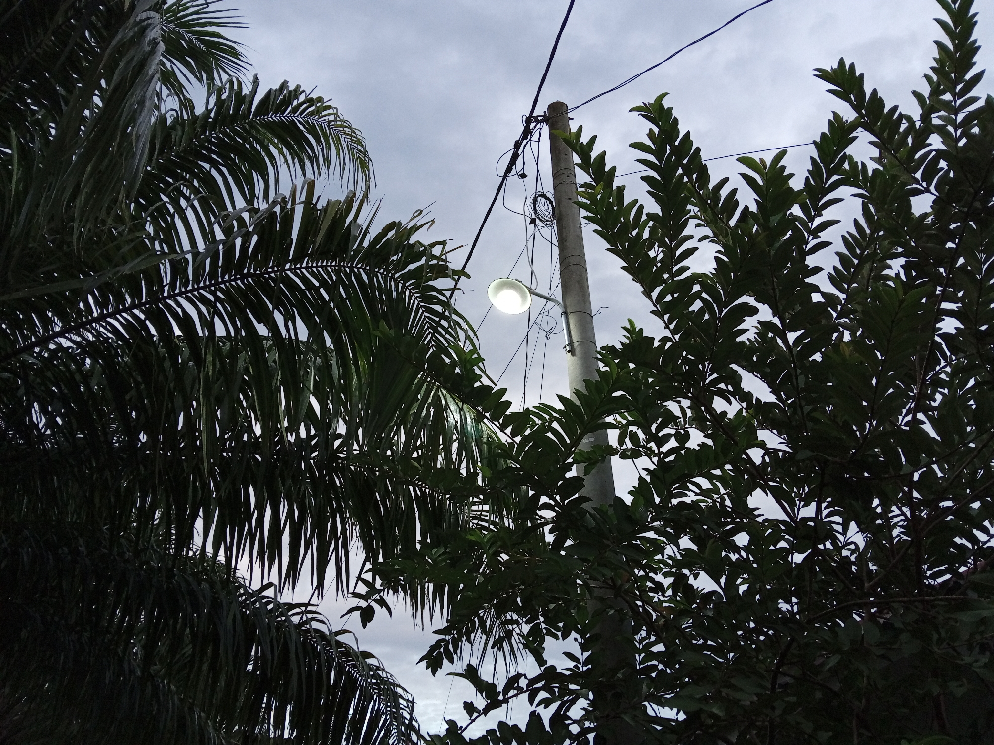 A streetlamp glows brightly on a cloudy day, suspended from a concrete pole covered in tangled electrical wires. The lamp is framed by the dark green fronds of a palm tree on the left and the lush leaves of another tree on the right, obscuring much of the sky. The scene appears to be outdoors, likely in a tropical or subtropical region, given the vegetation. There are no people visible in the image. The setting suggests a residential area or a street in Buketteukuh, Indonesia, where such infrastructure and flora are common.