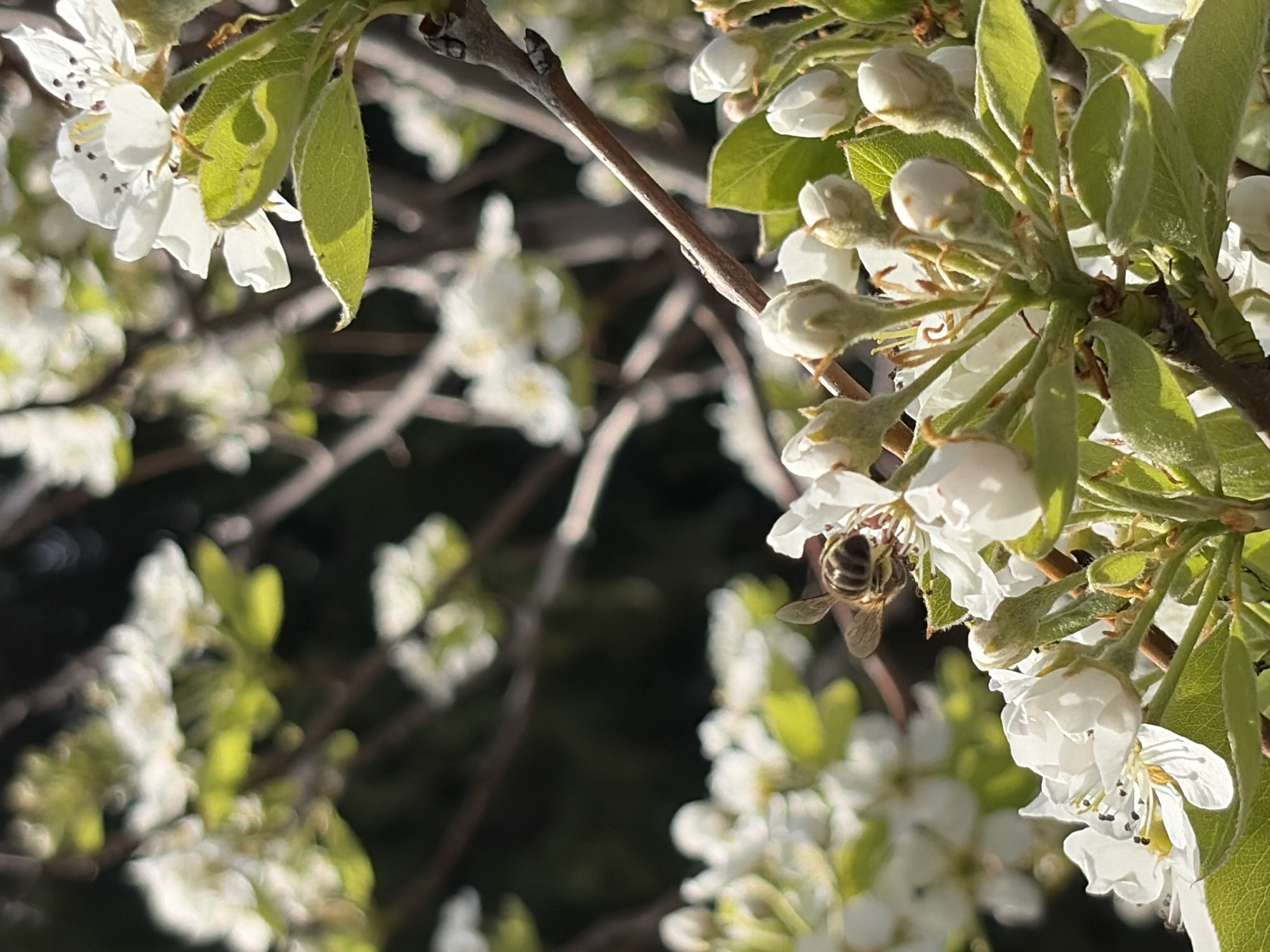 The image captures a close-up view of blossoming white flowers, interspersed with green leaves, against a blurred background of branches and foliage. A bee is visible near one of the flowers, suggesting pollination is occurring. The location is Unknown, Unknown.