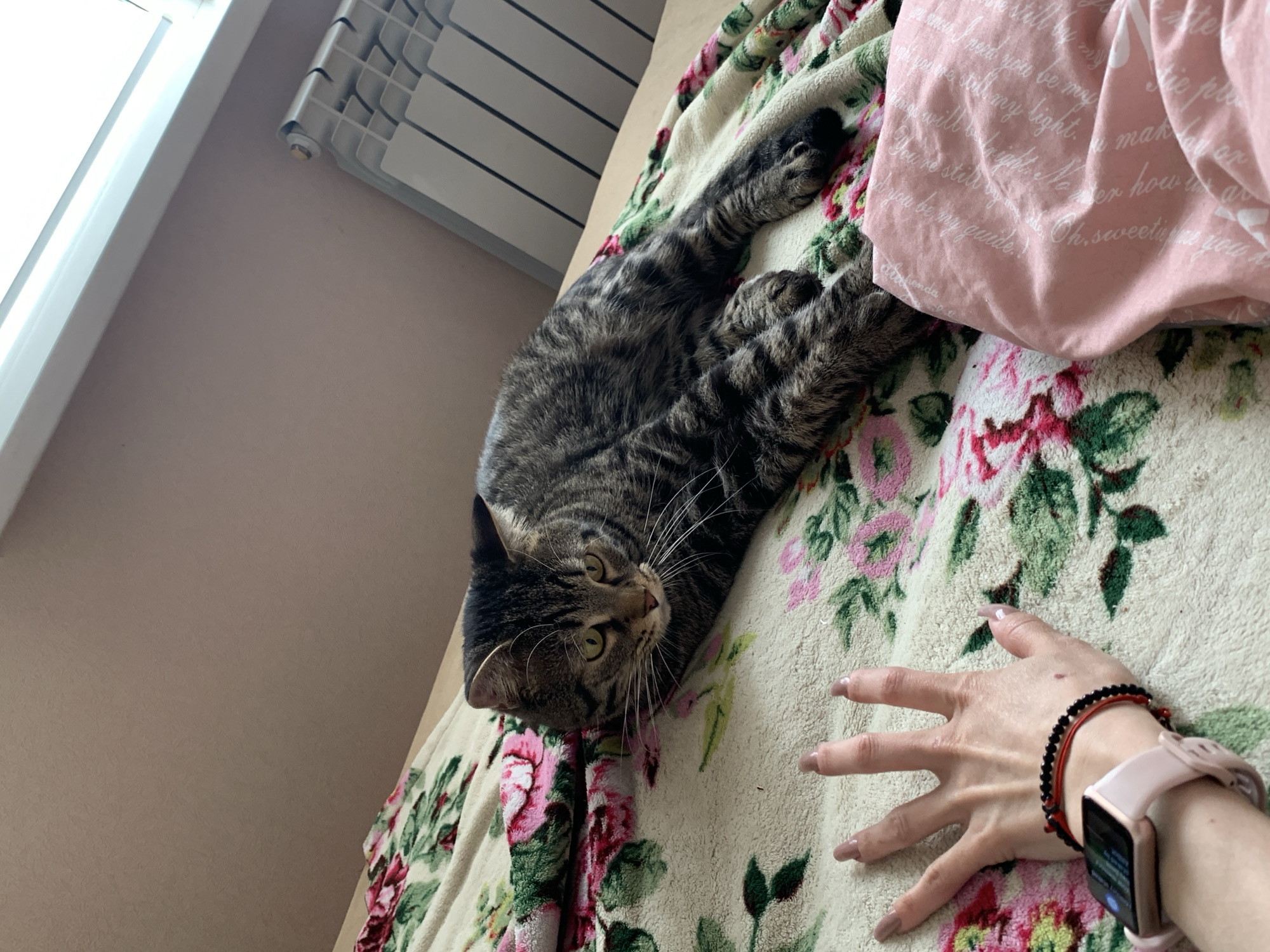 A photograph captured indoors shows a domestic cat sprawled on a bed, oriented in a diagonal line across the frame. The cat is a tabby, with dark stripes over a grey-brown base. It gazes towards the camera with its green eyes. It's lying on a blanket with a floral pattern of pink roses and green leaves. To the right of the cat is a pink pillowcase printed with white text. A person's hand is visible on the lower right, near the wrist adorned with a pink smartwatch and a beaded bracelet. The background features a plain beige wall on the left, and a white radiator is visible in the upper left. There is no specific information in the image to identify the location as Stavropol, Russia.