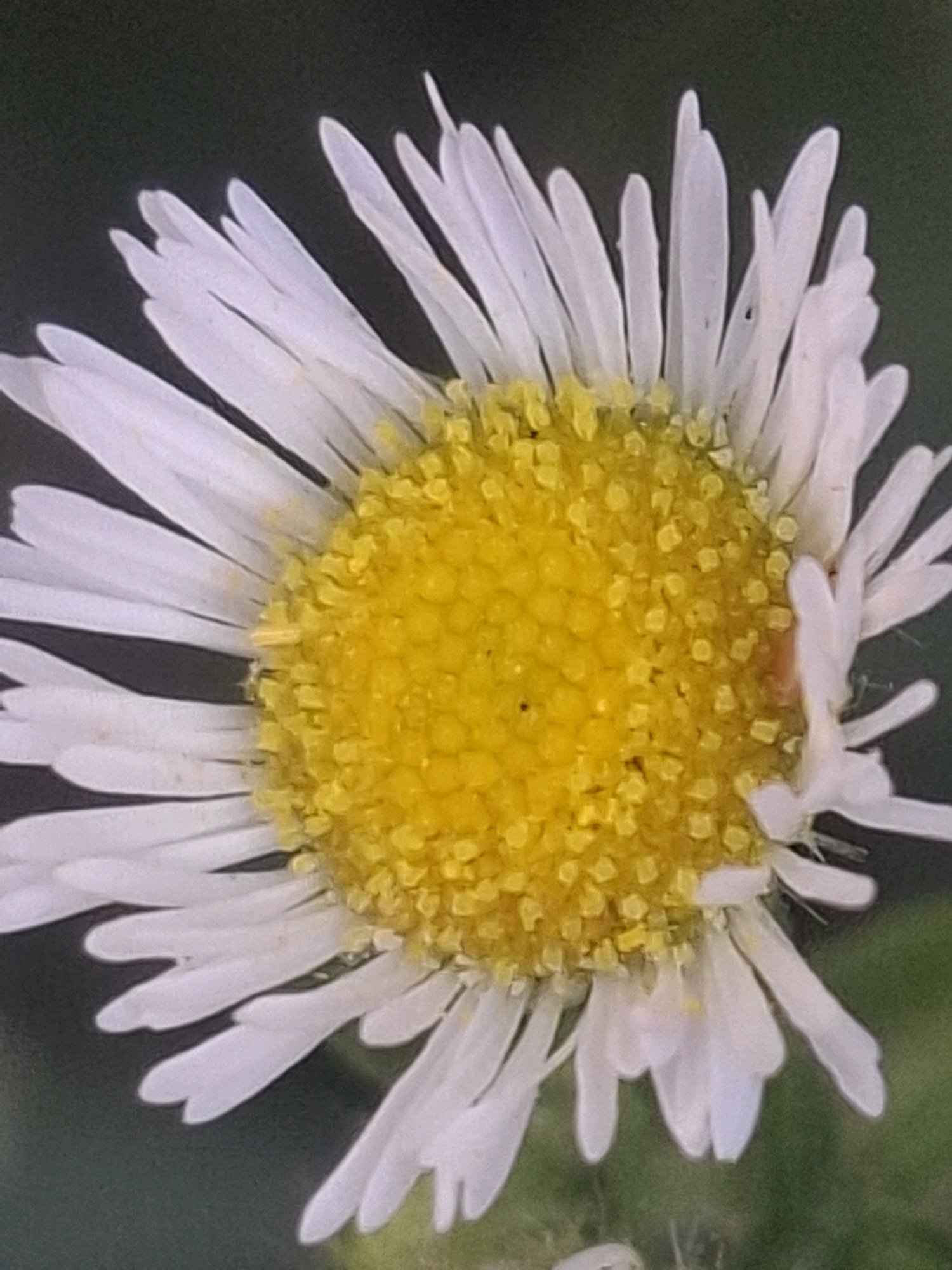 This is a macro photograph of a white daisy with a bright yellow center. The daisy's petals are delicate and elongated, fanning out from the central disk. The center is densely packed with small, yellow florets, giving it a textured appearance. The background is softly blurred, with dark green and some lighter green suggesting foliage. The image is taken up close, emphasizing the intricate details of the flower. There is no indication of the city of Almaty, Kazakhstan, or any specific location within it. The scene is devoid of people, actions, or interactions.