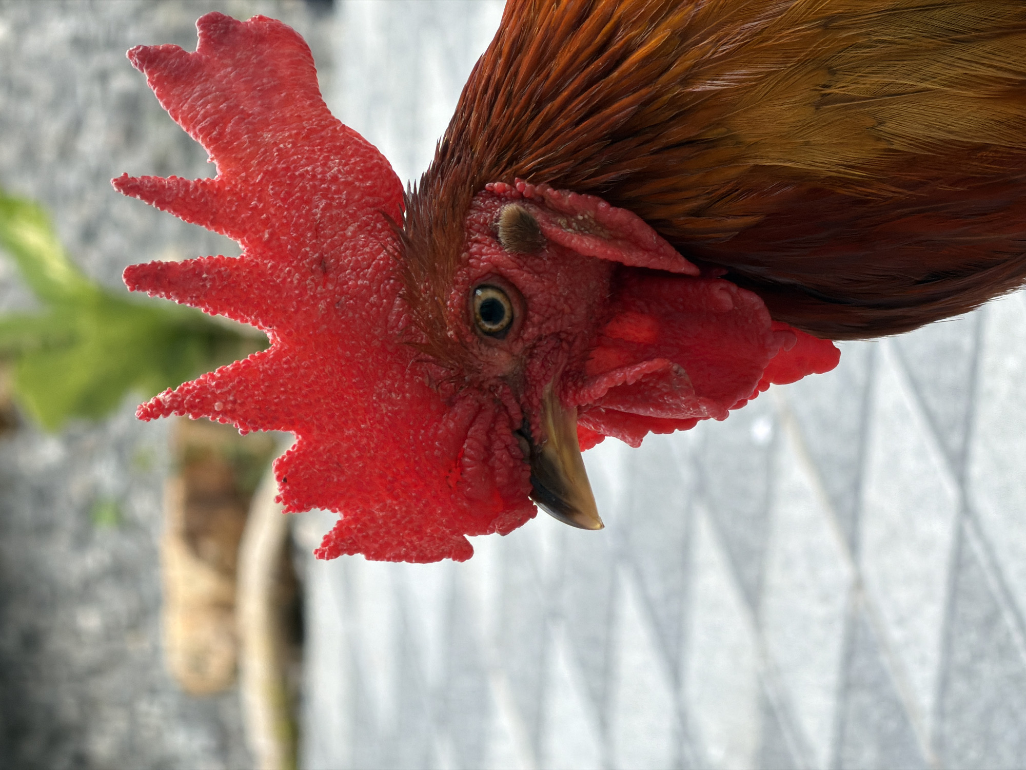 A close-up, head-and-shoulders profile shot of a rooster is presented. The rooster's comb is a vibrant red, with a textured, almost serrated appearance. Its eye, a striking yellow-green, is alert and focused. The bird's wattle hangs below its beak, also a deep red. The feathers on its neck and chest display a rich gradient of warm brown and golden hues, with individual feathers clearly visible. The background is softly blurred, showing a patterned grey walkway or patio and a hint of greenery and indistinct objects. The overall impression is one of detail and focus on the bird's striking features. The image does not contain any people or indicate a specific city, including Baan Bo Phut, Thailand.