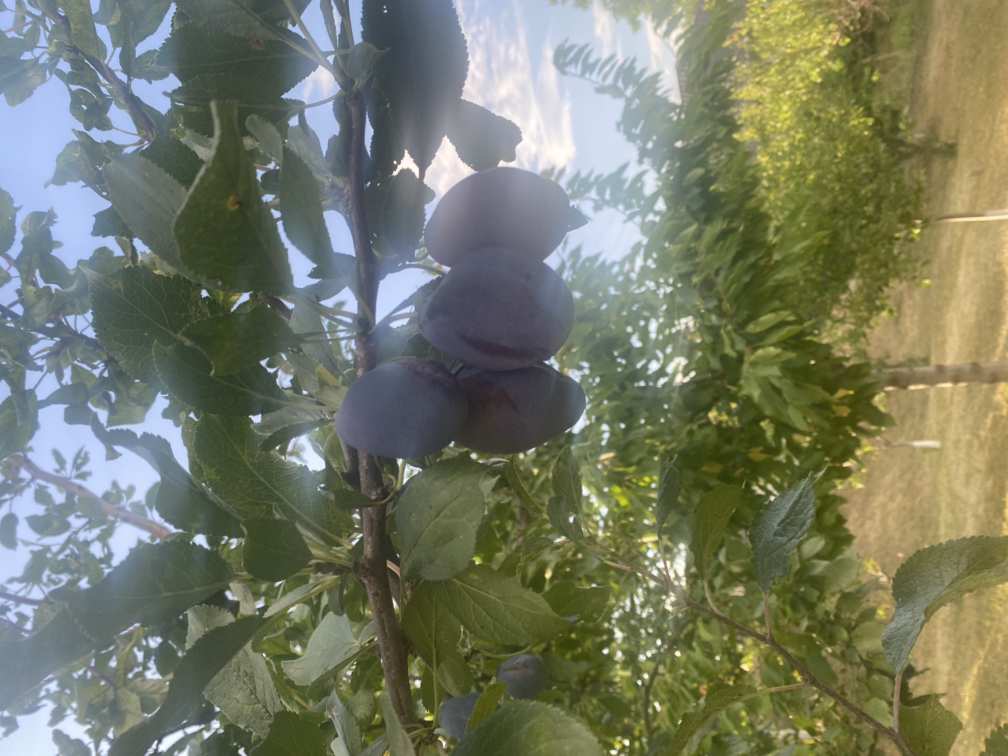 In Târgu Neamț, Romania, a close-up shot captures a plum tree branch laden with ripe, dark purple plums against a backdrop of a bright blue sky with scattered clouds. The sunlight filters through the dense green foliage, creating lens flares and highlighting the smooth, round surfaces of the fruit. The branch, textured and rough, supports clusters of plums, some fully exposed, others partially obscured by leaves. The background reveals more of the plum tree's canopy, transitioning into a softer focus of green leaves and the sun-drenched ground below, suggesting an outdoor orchard setting.