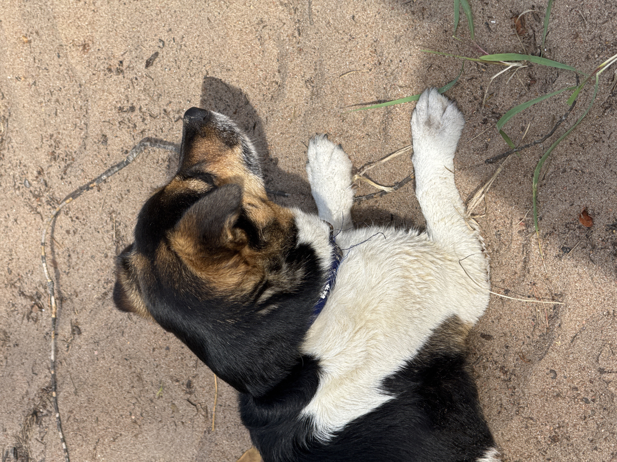 A medium-sized dog, predominantly black and white with brown markings on its face and ears, is lying on a sandy surface. The dog appears relaxed, with its head turned to the right, looking into the distance. Its paws are visible, resting on the sand. The environment is natural, with scattered dry grass and twigs on the sand. The lighting suggests it is daytime, with shadows cast by the dog and possibly nearby objects. The image was taken in Ozerki (Krasnodolinskaya), Russia.