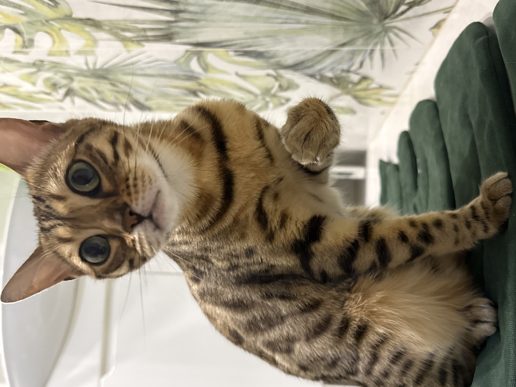A close-up, eye-level shot captures a Bengal cat sitting on a row of dark green padded objects. The cat is positioned in the center of the frame, facing slightly to the left, with its body angled towards the viewer. Its large, round, green eyes are wide open, conveying a curious or startled expression. The cat's fur is a golden brown with distinct black spots and stripes, characteristic of the Bengal breed. Its front right paw is raised and extended towards the viewer, resting gently on an unseen surface. Behind the cat, a white, tiled wall forms the background, adorned with a tropical-themed wallpaper featuring green and yellow palm fronds. The lighting appears to be natural and soft, casting subtle shadows. The overall scene is intimate and focuses on the cat's striking features and posture.