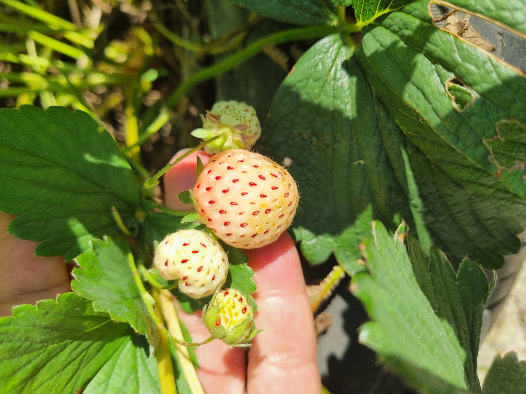 A close-up outdoor photograph shows a hand holding a strawberry plant with unripe white strawberries and green leaves. The strawberries are small, round, and have red seeds visible on their surface. The leaves are green and have serrated edges. The background is blurred, showing more of the strawberry plant and the ground. The image is taken in Dabravka, Bulgaria.