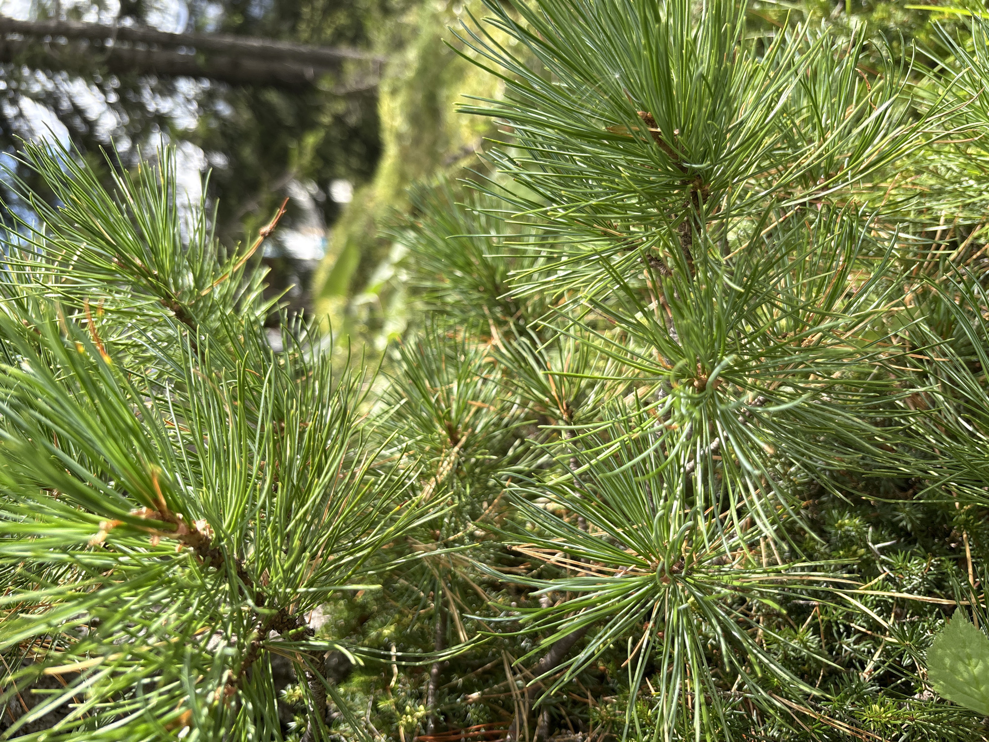 The image is a close-up shot of pine needles on a tree branch. The needles are a vibrant green and are arranged in clusters. The background is blurred, but it appears to be an outdoor setting with trees and sunlight. There are no people or specific landmarks visible to indicate the location in Auronzo di Cadore, Italy. The scene is a natural, undeveloped area, likely a forest or park.