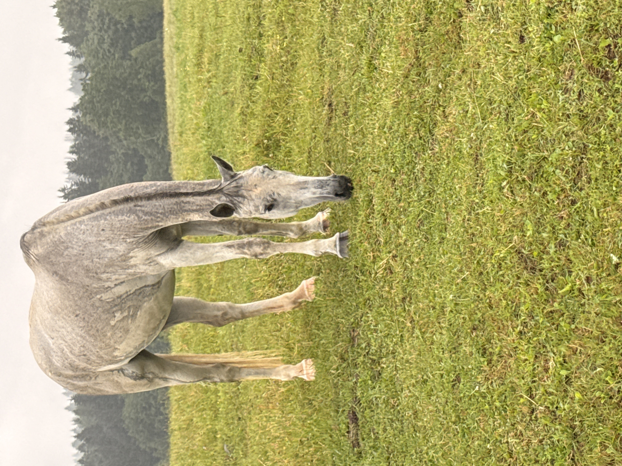An adult, light gray horse with a black muzzle and brown eyes is grazing in a grassy field. The horse is positioned in the left-center of the frame, with its head lowered to the ground. The background consists of a dense forest with a slightly overcast sky. The terrain appears to be a gently rolling meadow with short, green grass. This scene is located in the village of Galinė, Lithuania.