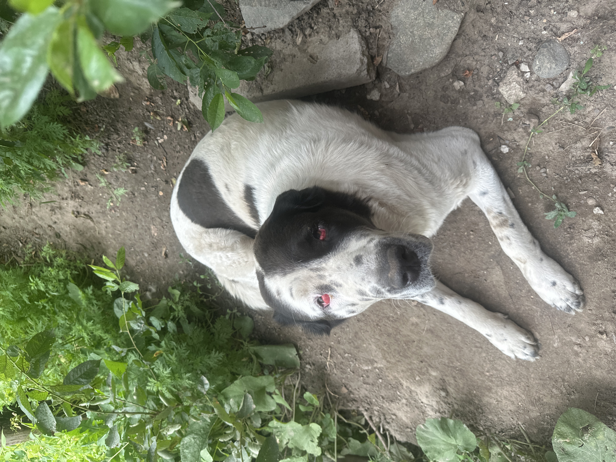 A black and white dog lies on the ground, surrounded by green foliage and rocky soil. The dog's head is turned towards the camera, and its eyes are open with a red-tinted glow, possibly due to the flash or lighting. Its fur is predominantly white with large black patches, one covering its left eye and ear, and another on its back. The dog appears relaxed, with its legs splayed out on the dirt. The setting seems to be outdoors, perhaps in a garden or natural area, with some larger stones and loose soil visible. The leaves in the foreground are lush and green, suggesting a warm season. The overall impression is that of a peaceful moment captured with the dog resting in its environment.
