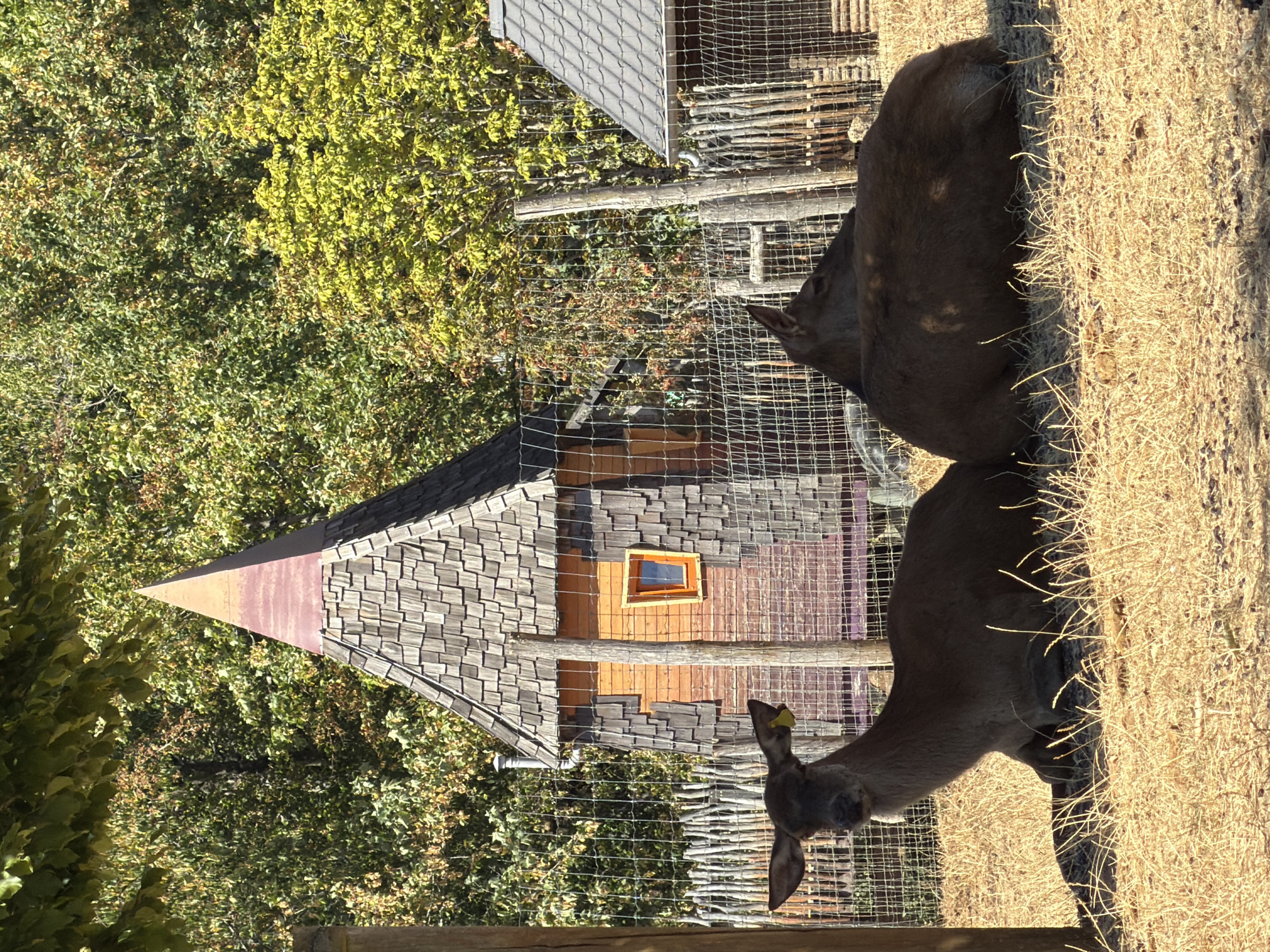This image depicts an outdoor enclosure, likely within a zoo or wildlife park in Esch-sur-Alzette, Luxembourg. In the foreground, two deer are resting on dry, straw-like ground. The deer on the left is facing the camera, its head raised and ears pointed. It has a yellow tag attached to its left ear. The deer on the right is lying down, facing away from the camera. Behind the deer, a wire fence separates them from the background. In the mid-ground, a small, quirky building with a conical, wooden-shingled roof and an orange facade with a small window is visible. To the right of this building, another smaller structure with a dark, sloped roof is partially visible. The background is filled with dense trees, some of which display autumn foliage in shades of green and yellow. The overall lighting suggests a sunny day.