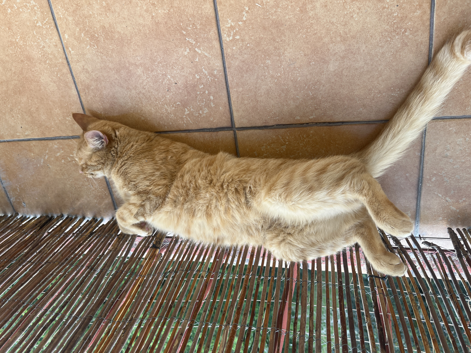 An orange tabby cat is lying on its back on a tiled floor next to a bamboo screen. The cat's eyes are closed, and its paws are relaxed. The bamboo screen is vertical and appears to be part of a balcony or patio. The tiled floor is a light brown color and is divided by dark grout lines. The background visible through the bamboo screen is a blur of green foliage. The image appears to have been taken outdoors in daylight. The location is identified as the city of Zabrze, Poland, specifically on a balcony.