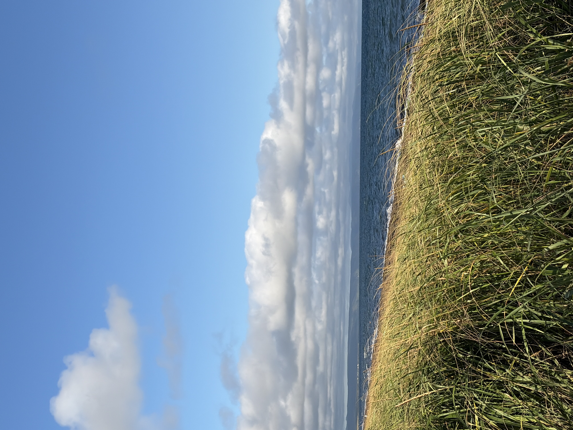 The image depicts a coastal scene under a bright blue sky with scattered white clouds. In the foreground, tall, green and yellow grass sways, suggesting a windy day. Beyond the grass, a dark blue body of water stretches to the horizon, with a faint line of land visible in the distance. The overall impression is one of natural beauty and tranquility. The scene is located in Ozerskoe, Russia.