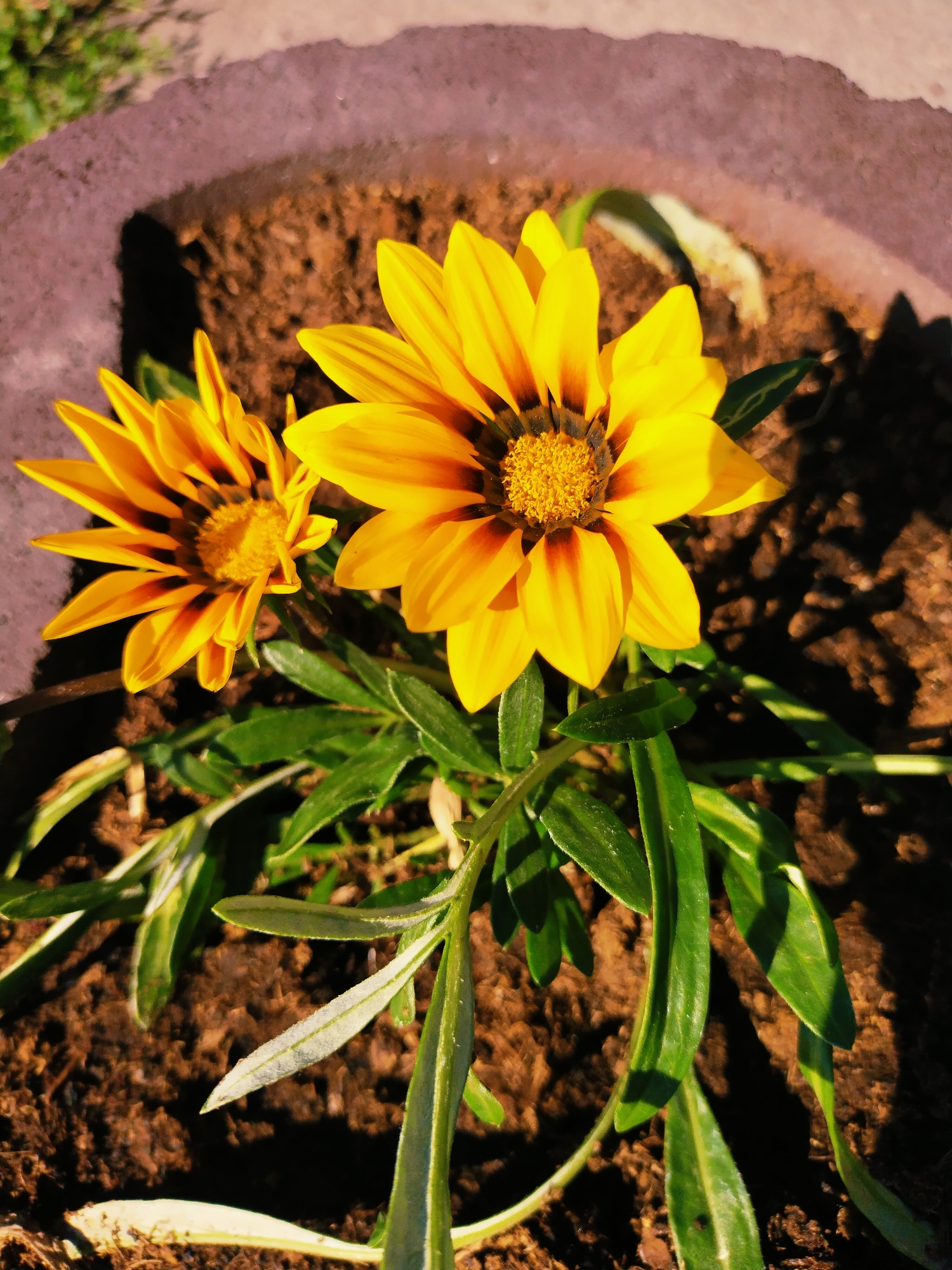 The image is a close-up shot of two yellow gazania flowers in a pot of soil. The flowers are in full bloom, with vibrant yellow petals and dark brown centers. They are surrounded by green leaves and stems. The pot appears to be made of a rough, textured material, possibly ceramic or concrete. The soil is dark brown and appears moist. The lighting suggests it is daytime, with sunlight casting shadows on the soil and leaves. The image does not contain any people or specific identifiable landmarks that would allow for pinpointing a location within Horishni Plavni, Ukraine.