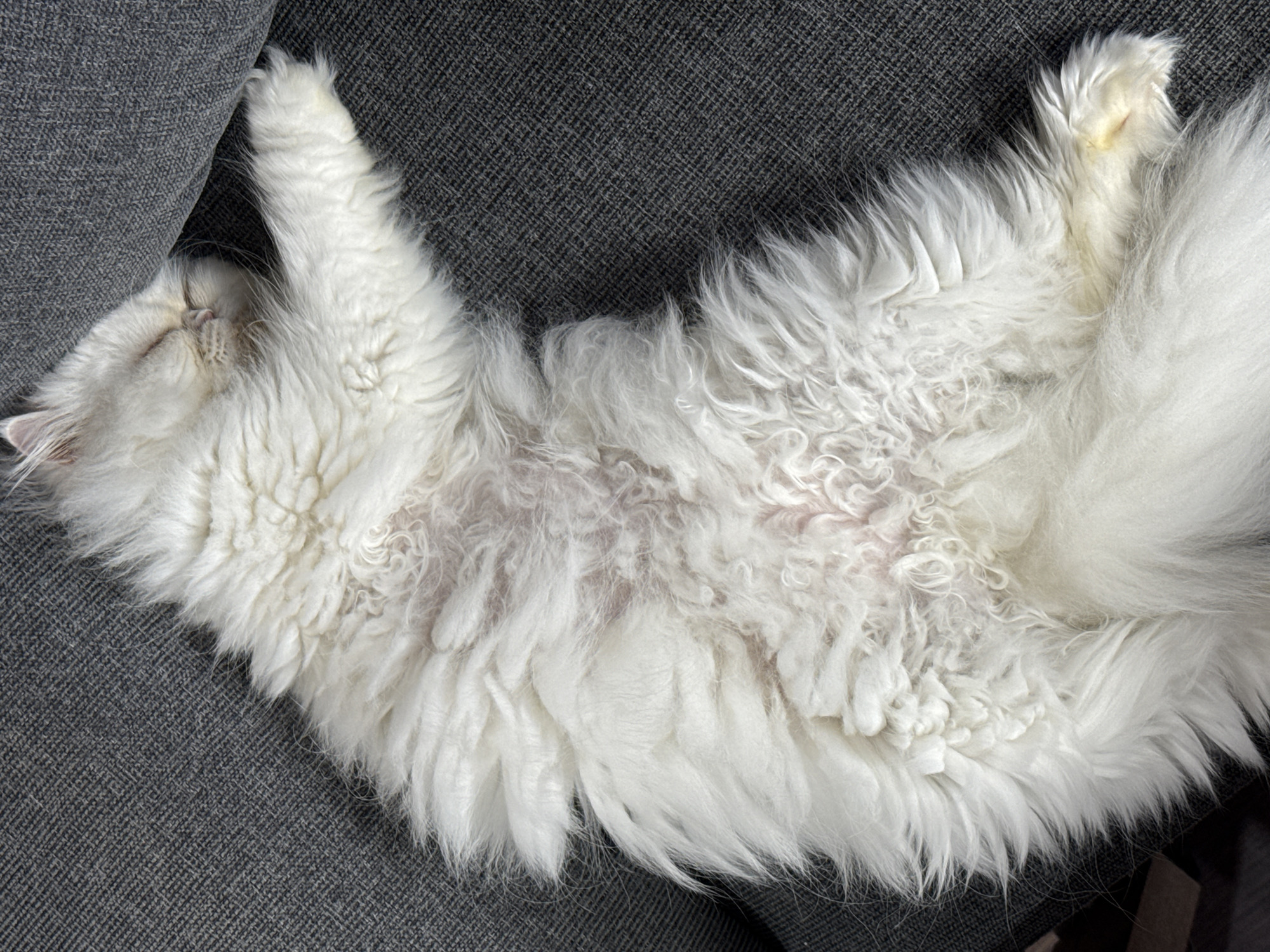 A long-haired white cat is lying on its back on a gray couch. The cat is curled up with its paws in the air. The cat's eyes are closed. The couch has a woven texture. No information is available to suggest the location of Burgas, Bulgaria.