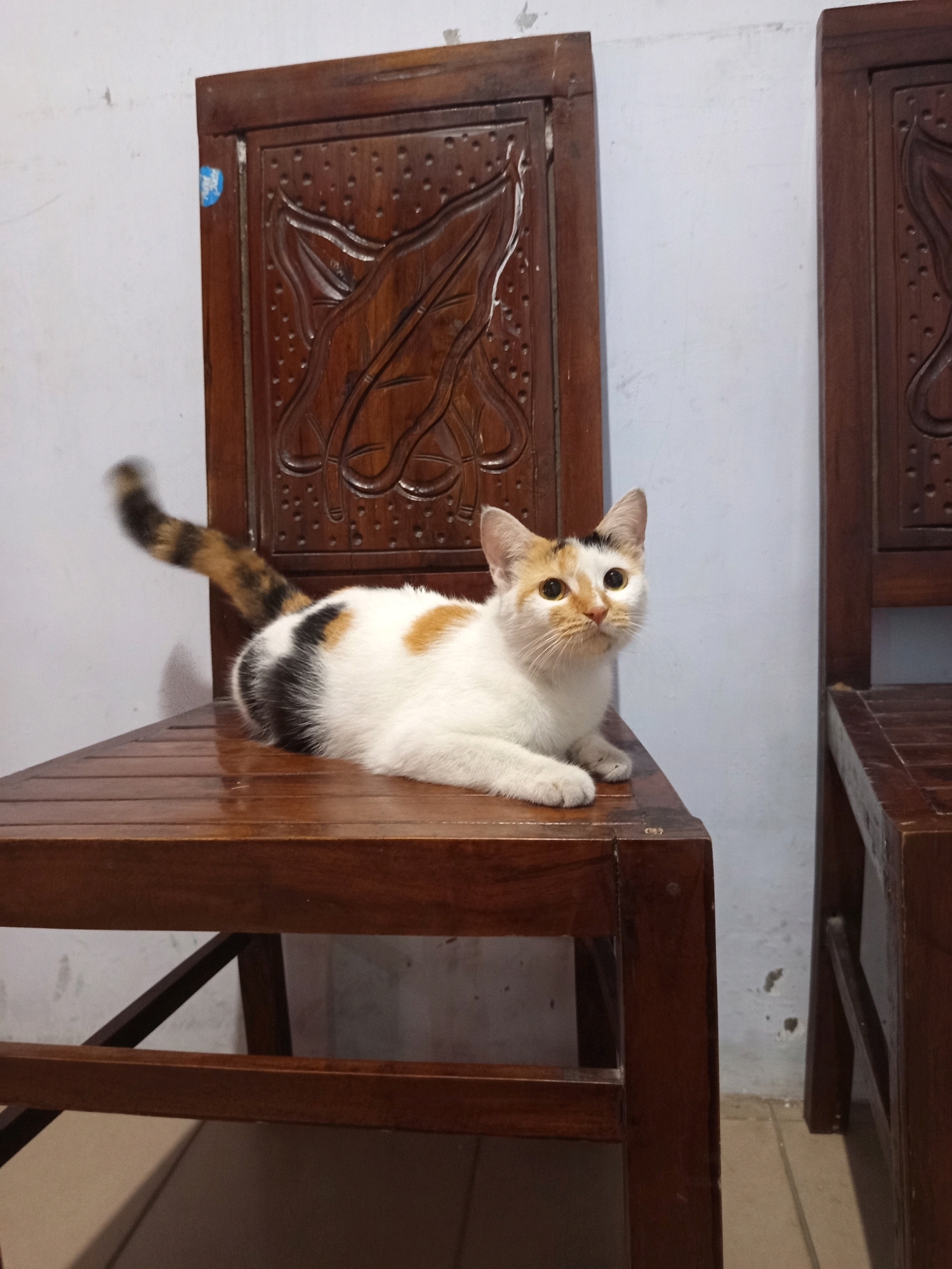 A calico cat is lying on a wooden chair in a dimly lit room with white walls. The cat is white with patches of black, orange, and brown. Its tail is curled up. The chair has a carved wooden backrest with floral motifs. Another wooden chair is visible to the right of the frame. The scene is likely a domestic setting.