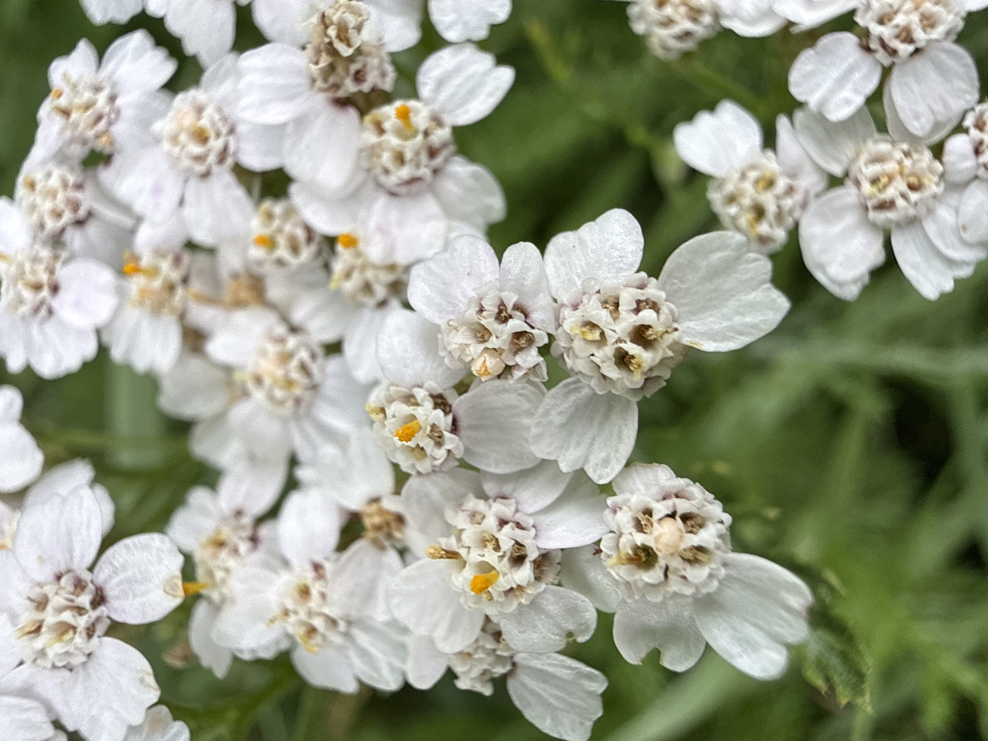 A close-up, upward angle shot captures a cluster of small, white yarrow flowers with yellow stamen, set against a blurred green background of foliage. The flowers are in various stages of bloom, with some showing tightly packed florets and others displaying more open petals. The overall impression is one of delicate, natural beauty. The image does not contain any information that would allow for the identification of a specific location within the city of Ridabu, Norway.