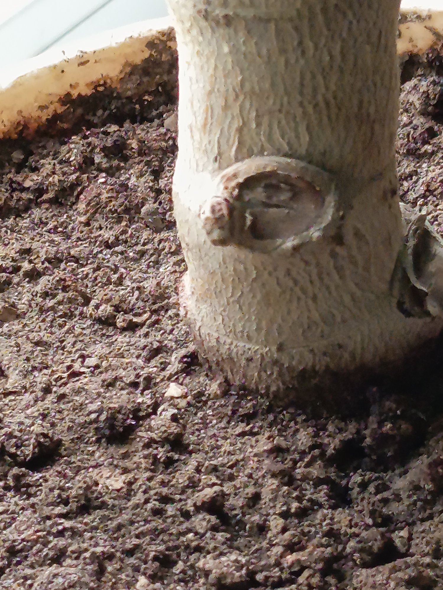 A close-up, slightly out-of-focus image shows the base of a plant stem with a prominent knot or scar on its surface, embedded in dark, granular soil. The soil fills a light-colored container, part of which is visible at the top of the frame. The stem is rough-textured and light brown. The scene is devoid of any human presence or activity. The image does not contain any discernible information about its location in Izmail, Ukraine, or any urban context.
