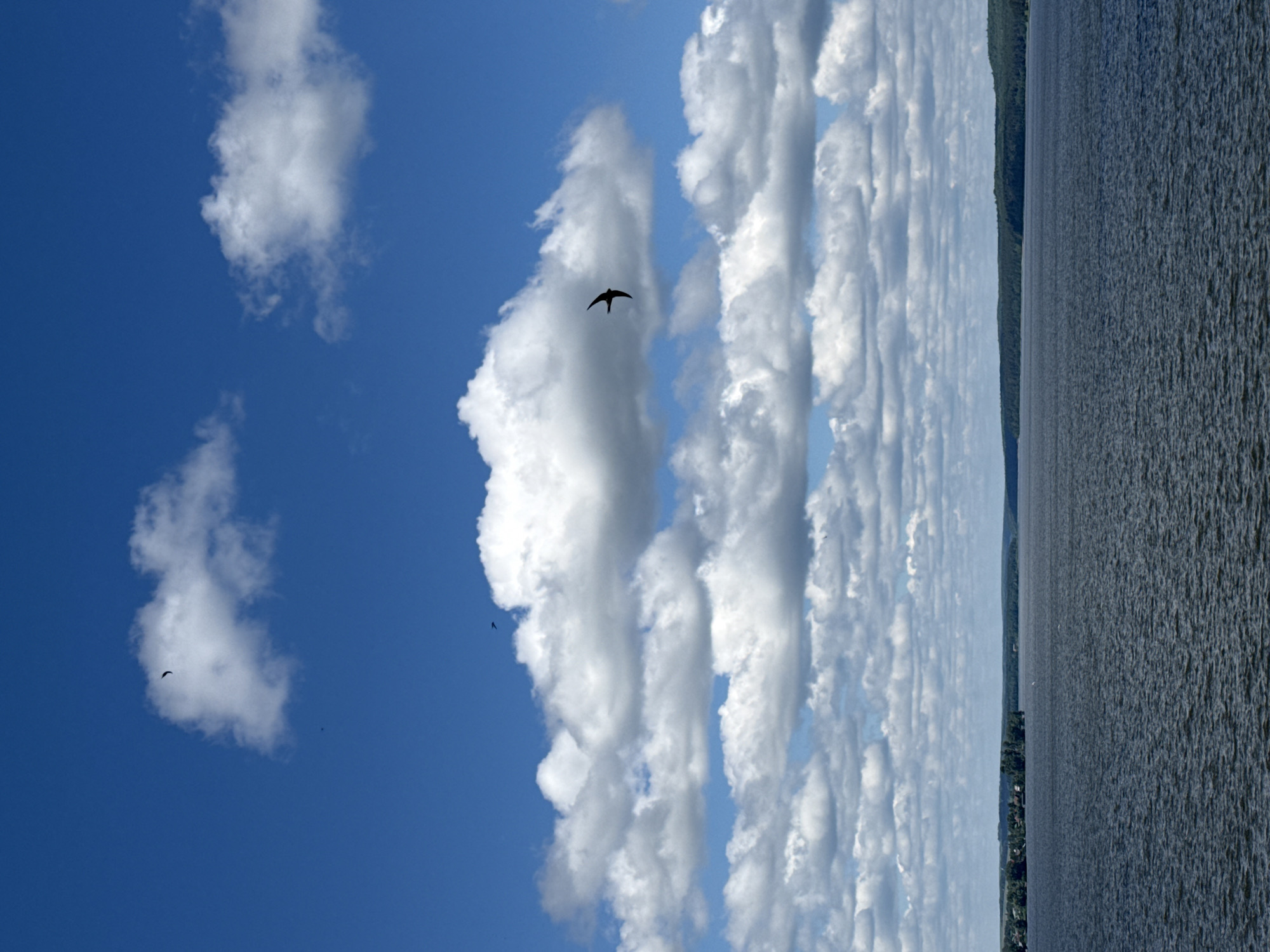 A vertical, eye-level, medium shot captures a vast expanse of dark, choppy water under a bright, blue sky dotted with fluffy white clouds. In the distance, a tree-lined shore is visible, with a small settlement of buildings nestled amongst the trees on the left. The water occupies the lower half of the frame, while the sky dominates the upper half, filled with dramatic cloud formations. A single, dark bird with wings spread is in flight against a large cloud in the upper right quadrant of the image. The scene appears serene and natural, depicting a daytime view of a body of water and its surrounding landscape.
