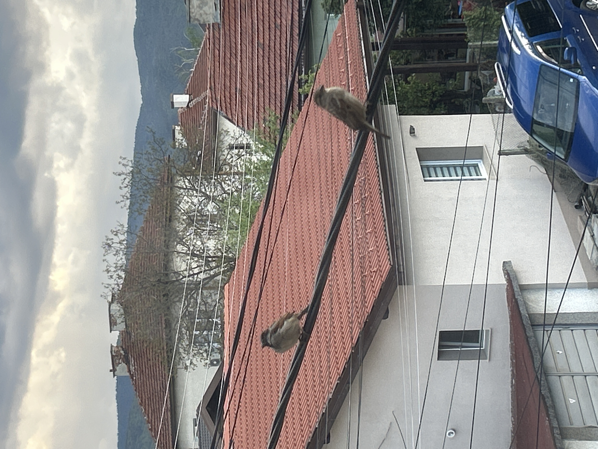 Two birds perch on a power line, suspended against the backdrop of tiled roofs and a hazy mountain range. The sky is overcast, suggesting an impending storm. A blue car is visible to the right of the frame, parked adjacent to a light-colored building with windows and a gray-toned gate. The composition is a slightly tilted aerial perspective.