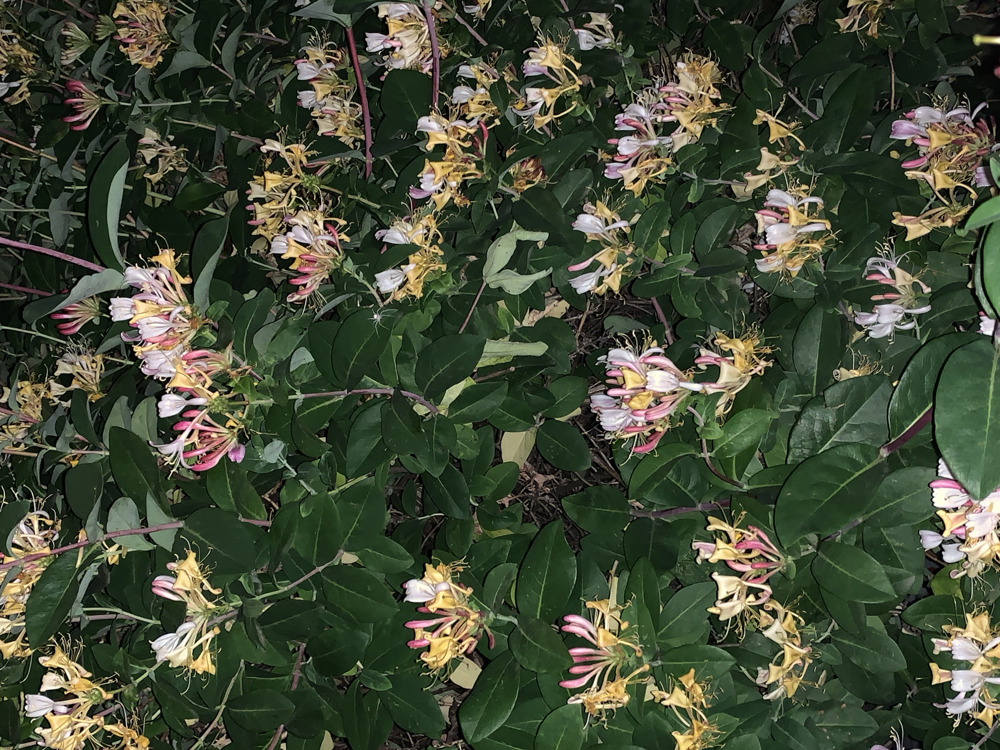 The image shows a close-up view of honeysuckle vines in full bloom, with clusters of tubular flowers in shades of yellow, white, and pink. The flowers are intricately detailed, with delicate petals and prominent stamens. They are interspersed with lush green leaves, creating a dense, organic backdrop. The lighting suggests it might be evening or a shaded area, giving the scene a slightly subdued, naturalistic feel. There are no people or visible man-made structures in the image. The location is unknown.