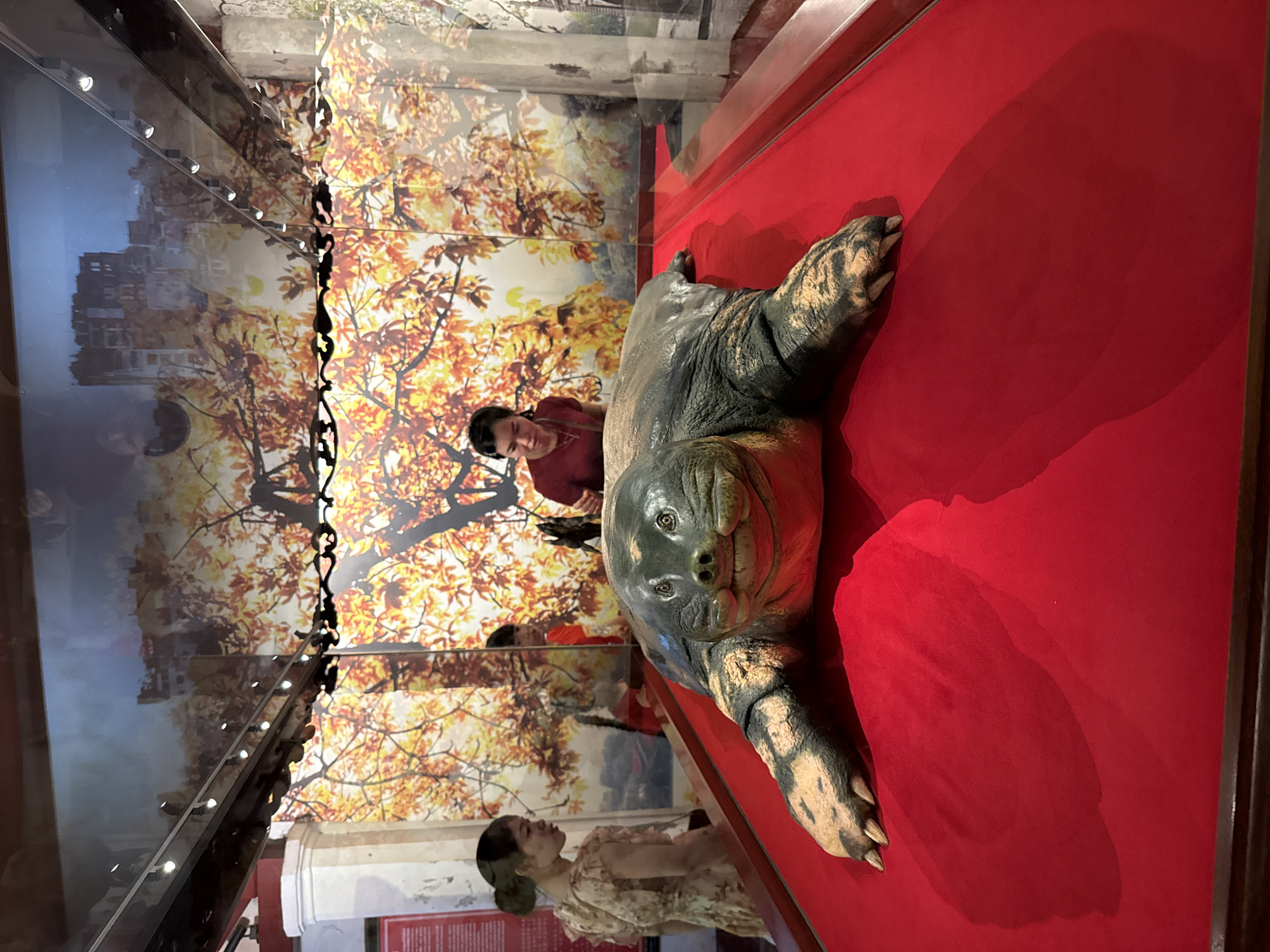 In an indoor exhibition space in Hà Nội, Vietnam, a large taxidermied softshell turtle is displayed on a red velvet platform. The turtle, with its leathery skin and distinctly reptilian features, lies on its stomach, its limbs splayed out. Behind the turtle, a backdrop depicts a scene of crumbling buildings against a backdrop of vibrant autumn foliage. Two women are visible in the background, observing the exhibit. One woman, wearing a patterned dress, stands to the left, looking at the turtle. The other woman, in a maroon top, is positioned behind the turtle, closer to the backdrop. The lighting in the exhibition highlights the turtle and the surrounding displays.
