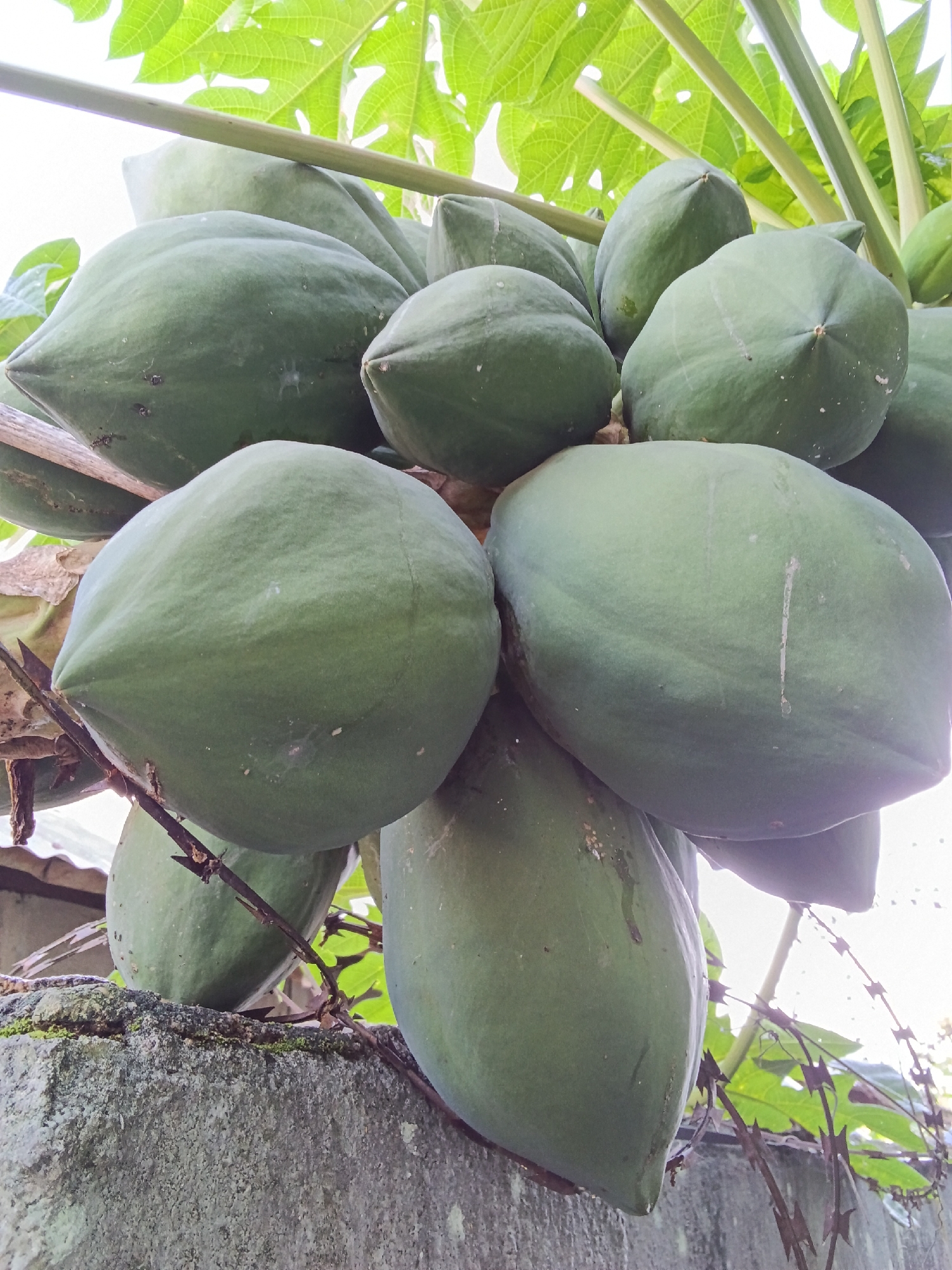 A low-angle close-up shot shows a cluster of green papayas hanging from a tree branch, with large green leaves forming a canopy above. The papayas vary in size and shape, with some appearing more elongated and others rounder. Their surfaces show subtle lines and occasional light-colored spots. In the foreground, a rough, grey stone wall runs horizontally, with some moss and dried leaves clinging to its surface. Thorny barbed wire is visible along the top edge of the wall and trails towards the right side of the frame, intertwined with some of the papaya stems. The background is dominated by the bright sky, which is partially obscured by the leaves and papayas. The overall impression is of a natural scene, possibly a backyard or rural setting, with hints of human presence indicated by the wall and barbed wire. There are no people or animals in the frame.