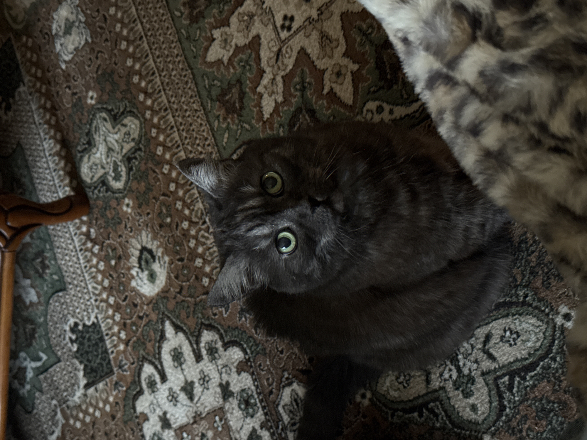 A dark-furred cat with green-yellow eyes is the central subject of this close-up, high-angle shot, taken indoors in Trnava, District of Trnava. The cat's fur, which appears to have subtle tabby or striped patterns, especially around its face and ears, is primarily dark grey or black. Its eyes are wide open, directed upwards and slightly to the left, indicating alertness or curiosity towards something out of frame.
The cat is positioned on a traditional patterned rug, which serves as the primary background. The rug features intricate floral and geometric designs in shades of brown, green, cream, and darker accents. Part of a fluffy, patterned blanket or throw, possibly faux fur with grey, white, and darker grey spots resembling an animal print, is visible in the upper right quadrant of the image. To the lower left, a curved, polished wooden object, perhaps a furniture piece or a walking stick handle, is partially visible. The lighting is soft, suggesting an indoor setting without direct harsh sunlight. There is no visible text in the image.