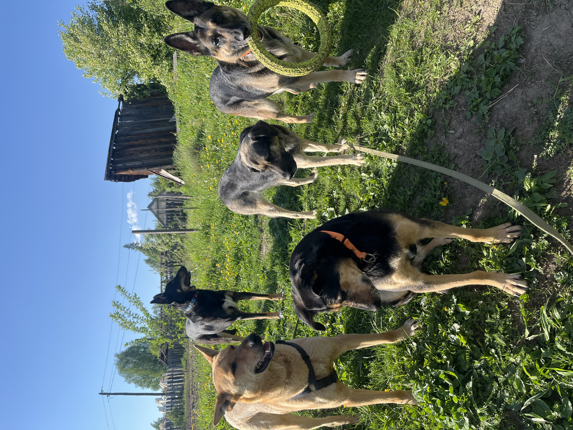 A group of five dogs of varying sizes and colors are positioned on a grassy lawn under a bright blue sky. The dogs appear to be outdoors on a sunny day. In the background, an old wooden shed is visible, along with elements of a rural landscape including trees, fences, and power lines. The ground cover consists of grass and scattered weeds. The composition and background elements do not clearly reveal evidence of the location in Nizhny Tagil, Russia.