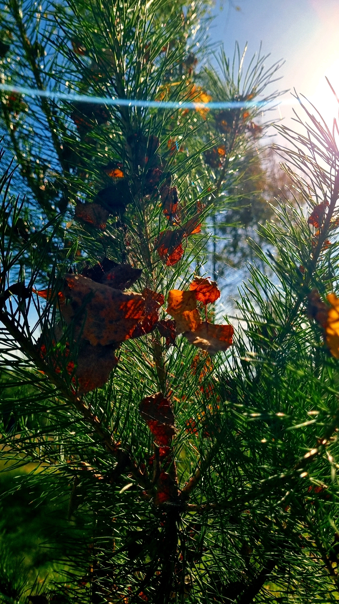The image is a close-up, low-angle shot of pine branches against a bright blue sky. Several dried, reddish-brown leaves are caught among the green pine needles. Sunlight streams through the branches, creating bright highlights and lens flare on the upper right side of the frame. In the background, faint hints of trees and what appears to be a spiderweb are visible. The scene is likely an outdoor natural environment, possibly a park or forest area within or near the city of Vysokoe, Russia, given the context. There are no people or discernible human activity depicted in the image.