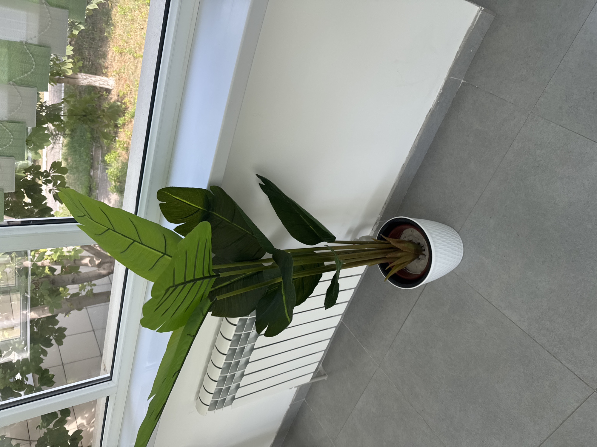 A potted artificial bird of paradise plant with large green leaves is positioned on a gray tiled floor next to a white wall. To the left of the plant, a white radiator is mounted on the wall. Above the radiator and plant, a white windowsill runs along a window that looks out onto a tree and outdoor vegetation. The scene appears to be indoors, possibly in an office or residential space in Shymkent, Kazakhstan, given the presence of the radiator and the style of the window. No people are visible in the image.