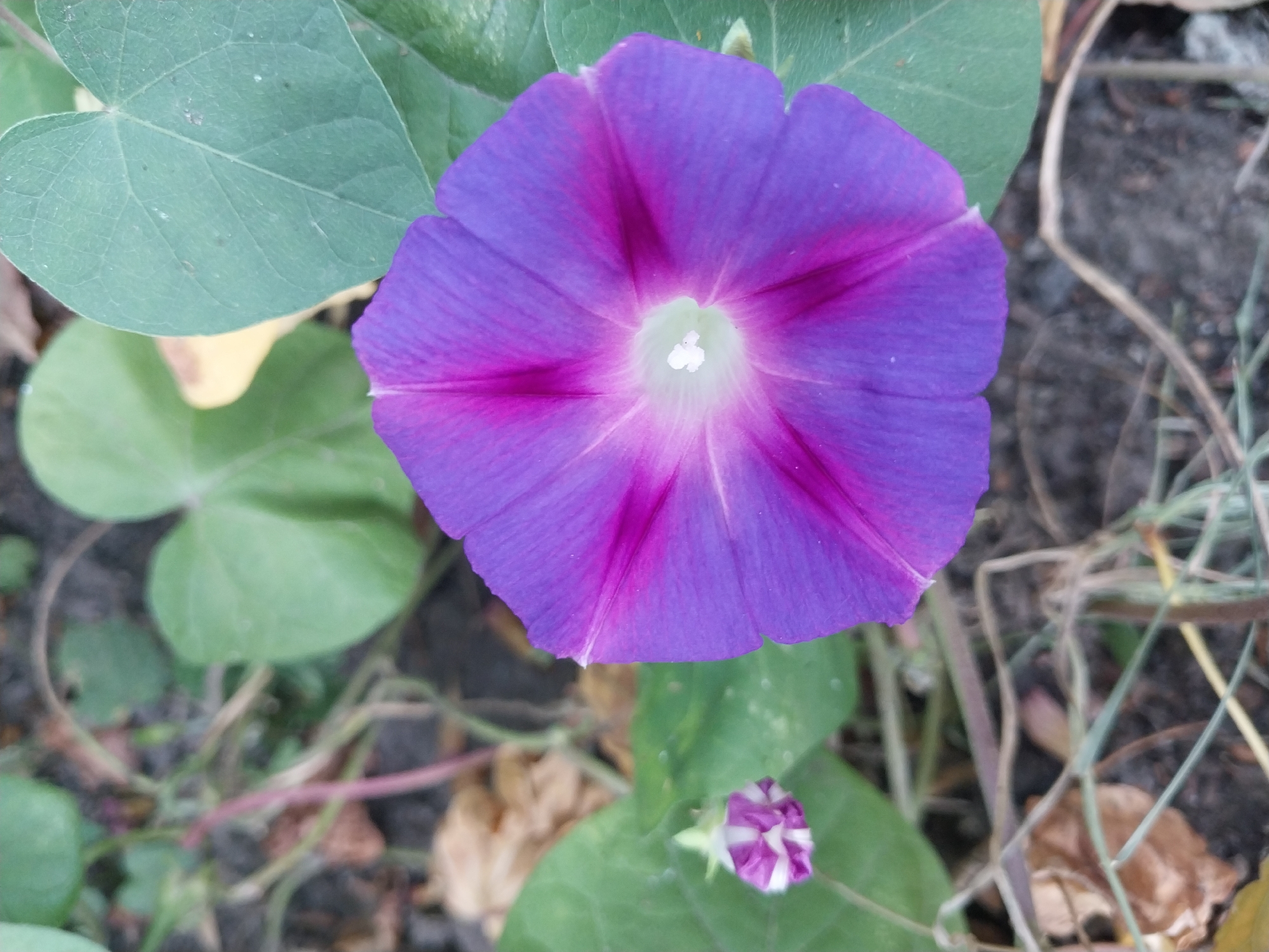 The image shows a close-up of a vibrant purple morning glory flower in bloom. The flower has five petals, with darker purple veins radiating from the center. The center of the flower is a pale green and white. To the left of the large bloom, a smaller, unopened bud of the same flower species is visible, showing a striped pattern of purple and white. The flower and bud are surrounded by large, heart-shaped green leaves. The background consists of dry leaves, soil, and some thin, dry grass or vines. The overall impression is a natural, outdoor scene, likely in a garden or natural setting. There are no people or any indication of human activity other than the presence of the cultivated flower. The specific location in Doslidne, Ukraine, is not visually discernible from the image itself, as there are no landmarks or context to suggest this location.
