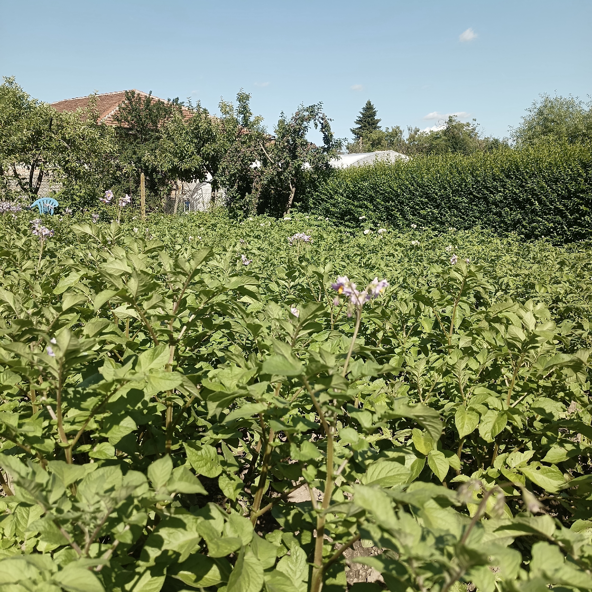 The image depicts a field of potato plants with small purple flowers, suggesting a rural or agricultural setting. In the background, there is a house with a tiled roof, surrounded by trees and a dense green hedge. The sky is clear blue with a single small cloud. A bright blue plastic chair is visible to the left of the house, amidst the foliage. The scene appears to be in a village or a rural area, possibly in Sennik, Bulgaria, given the architectural style of the house and the agricultural landscape. There are no people or animals present in the image. The focus is on the potato field and the surrounding vegetation and structures.