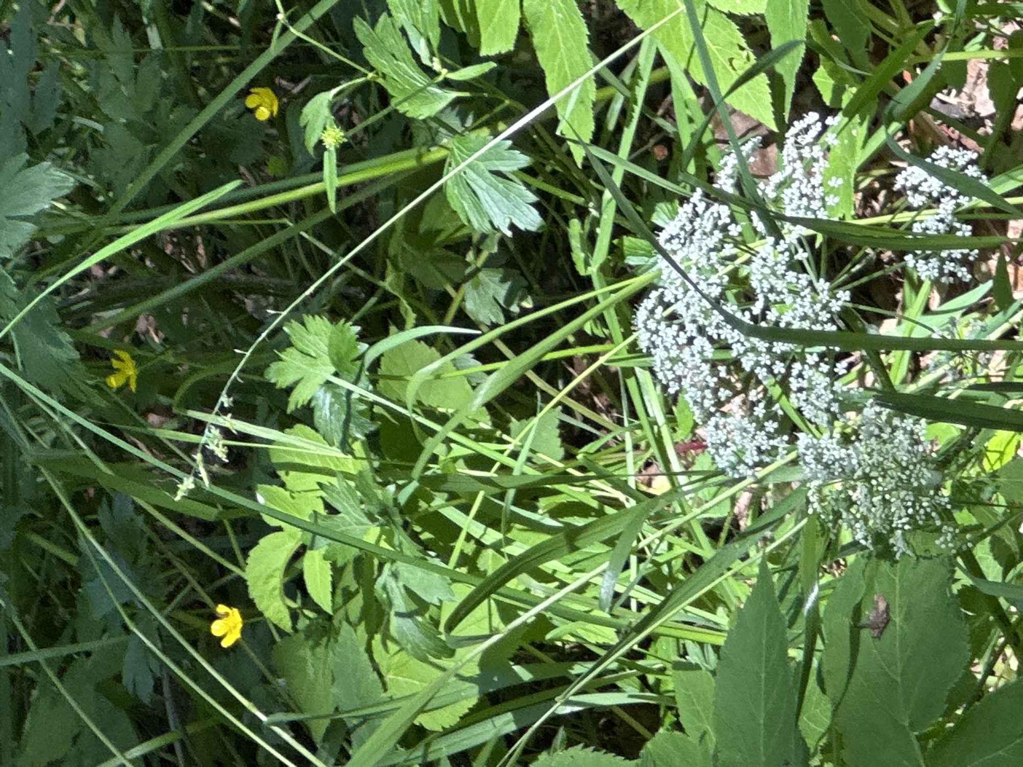 In Pelikhovo, Russia, a close-up, eye-level shot captures a dense, sun-dappled forest floor. The scene is dominated by lush green foliage, with tall grasses and broad leaves creating a layered effect. In the mid-ground, clusters of small, white flowers, resembling Queen Anne's lace, are visible. Scattered throughout the image are a few small, bright yellow wildflowers. The lighting suggests it is daytime, with sunlight filtering through the canopy, casting shadows and highlighting certain areas. No people or animals are present.